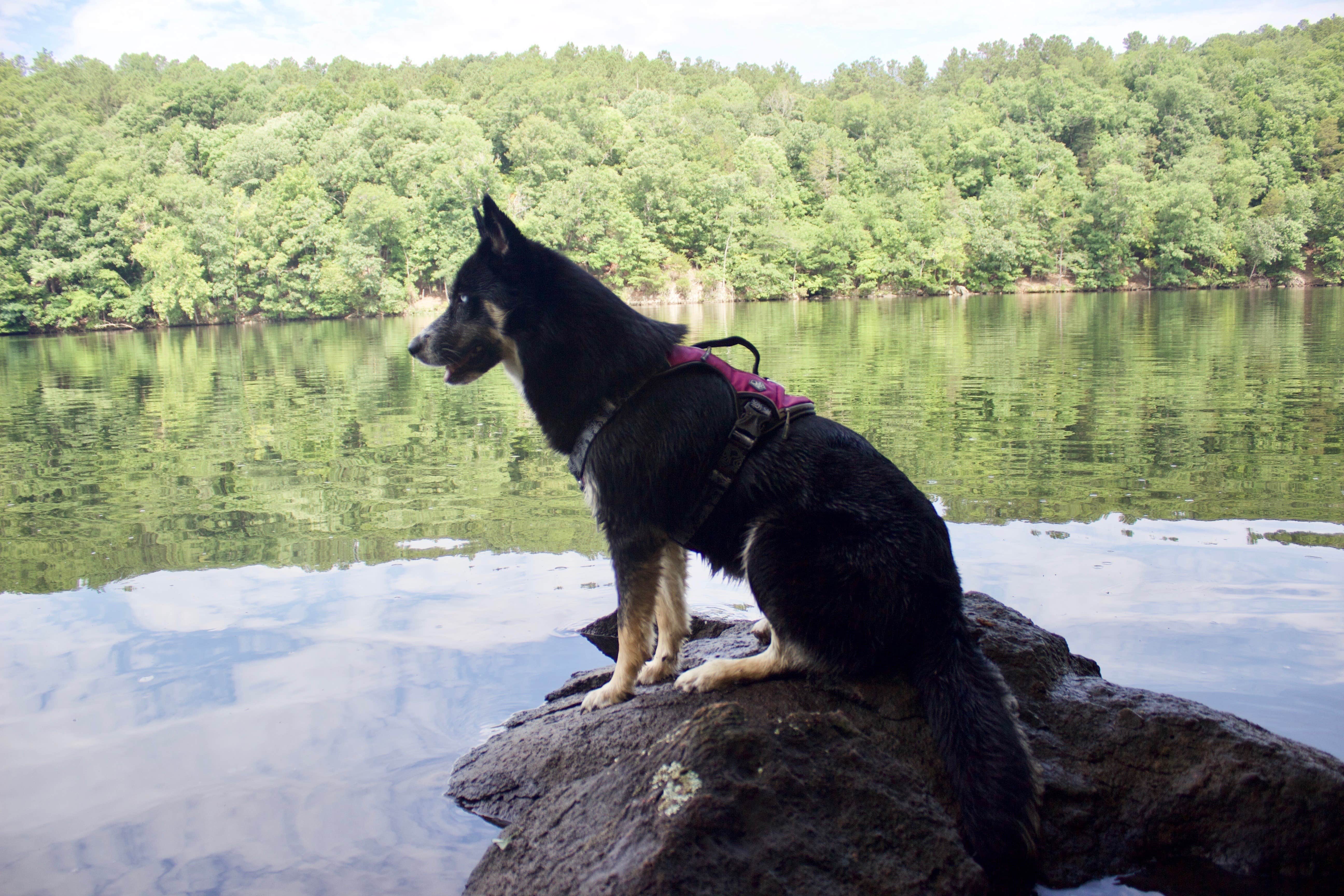 Gabby A.'s photo of camping with pets at Deep Water Trail Camp near Badin, NC