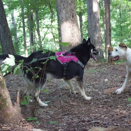 At the campsite, both our babies had so much room to run around & play, I had my husky on a 30tf. leash & she did get tangled up a bit.