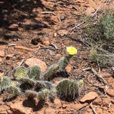 Review photo of Navajo National Monument Sunset View Campground by Jayne  W., June 13, 2018