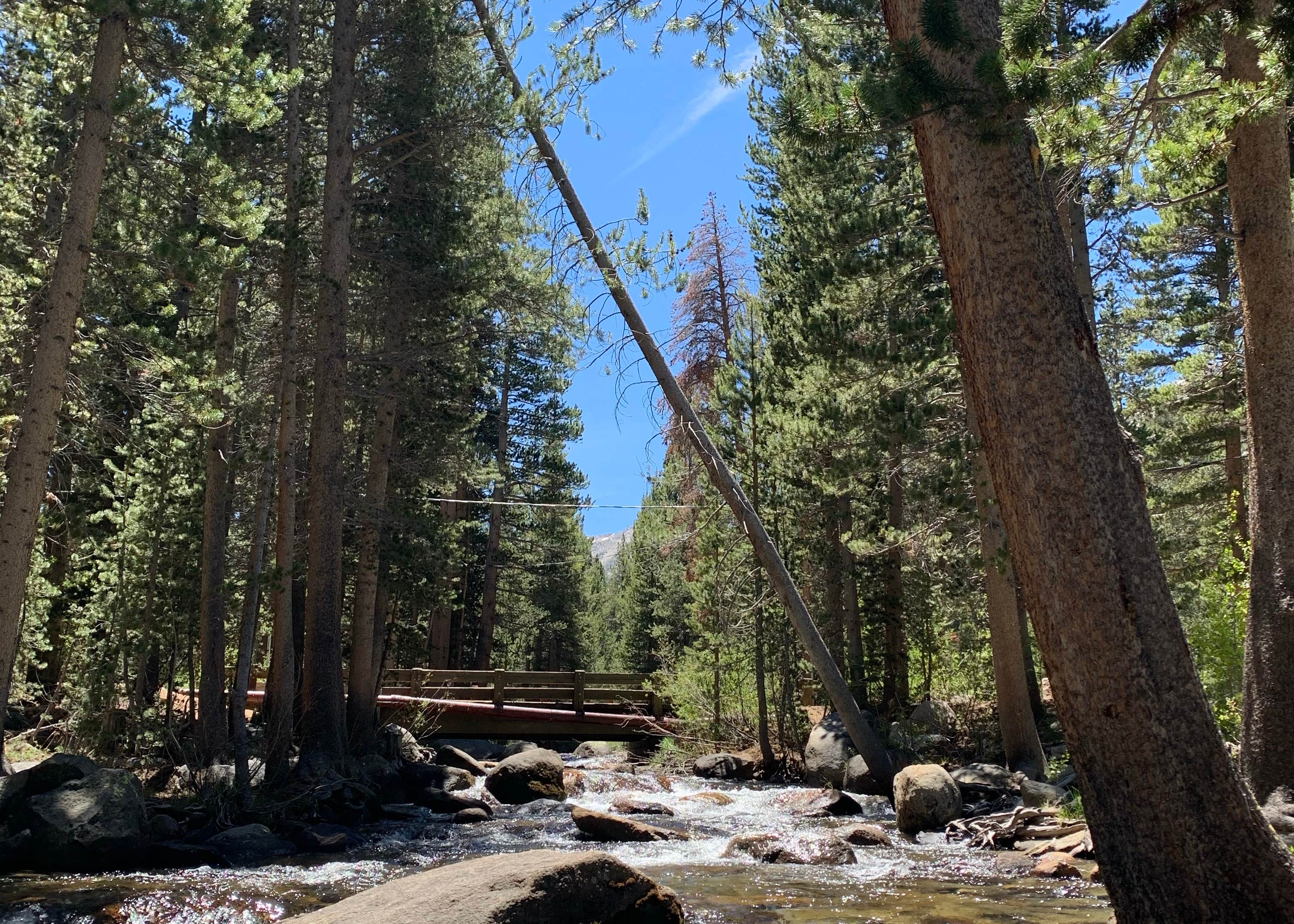 Pine Grove Campground Camping The Dyrt