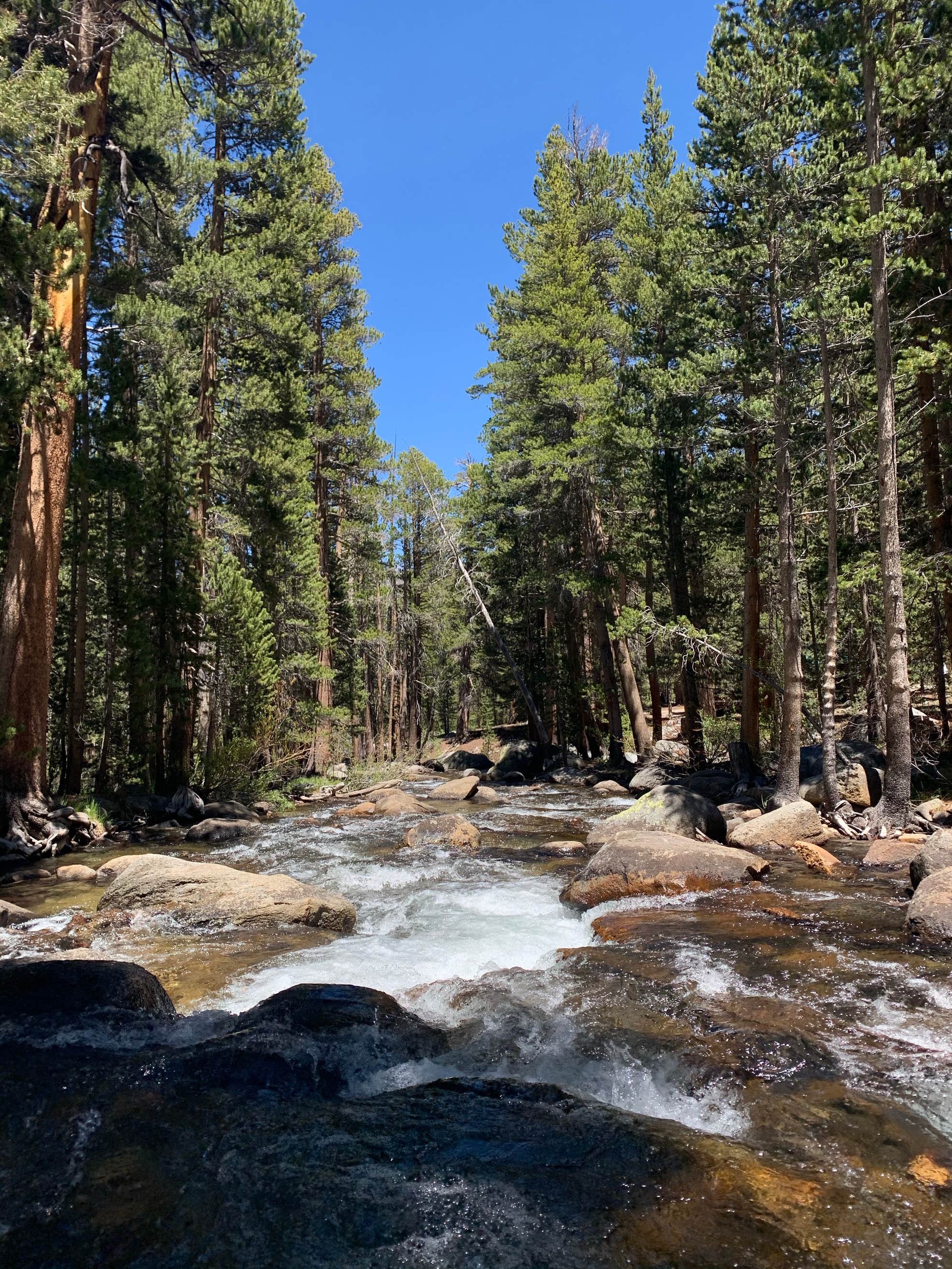 Inyo/Pine Grove The Dyrt