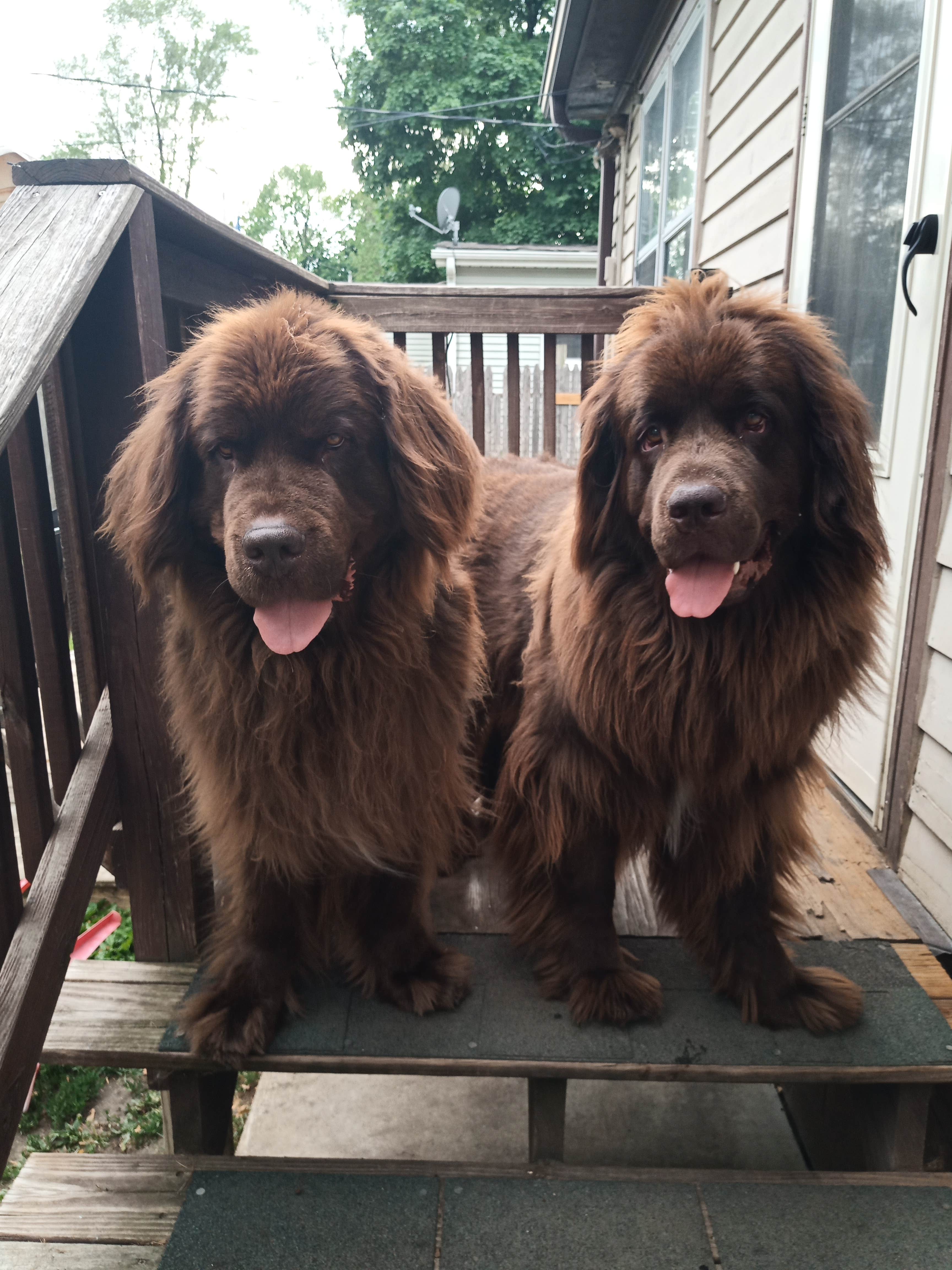 Heather P.'s photo of camping with pets at Prairie View — Chain O' Lakes State Park near Fontana-on-Geneva Lake, WI