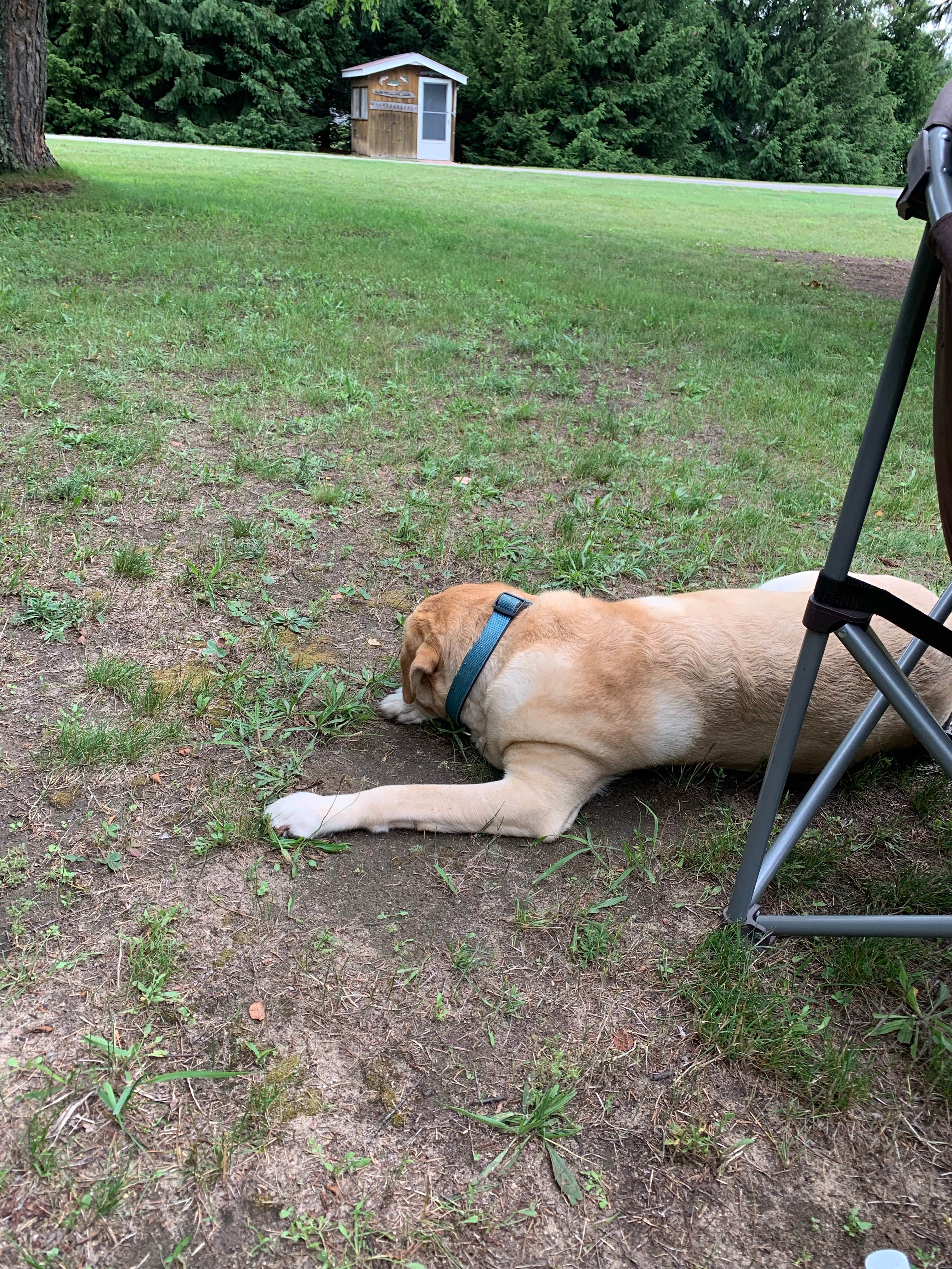 Chris R.'s photo of camping with pets at Kampvilla Park, LLC near Huron-Manistee National Forests