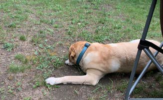 Chris R.'s photo of camping with pets at Kampvilla Park, LLC near Huron-Manistee National Forests