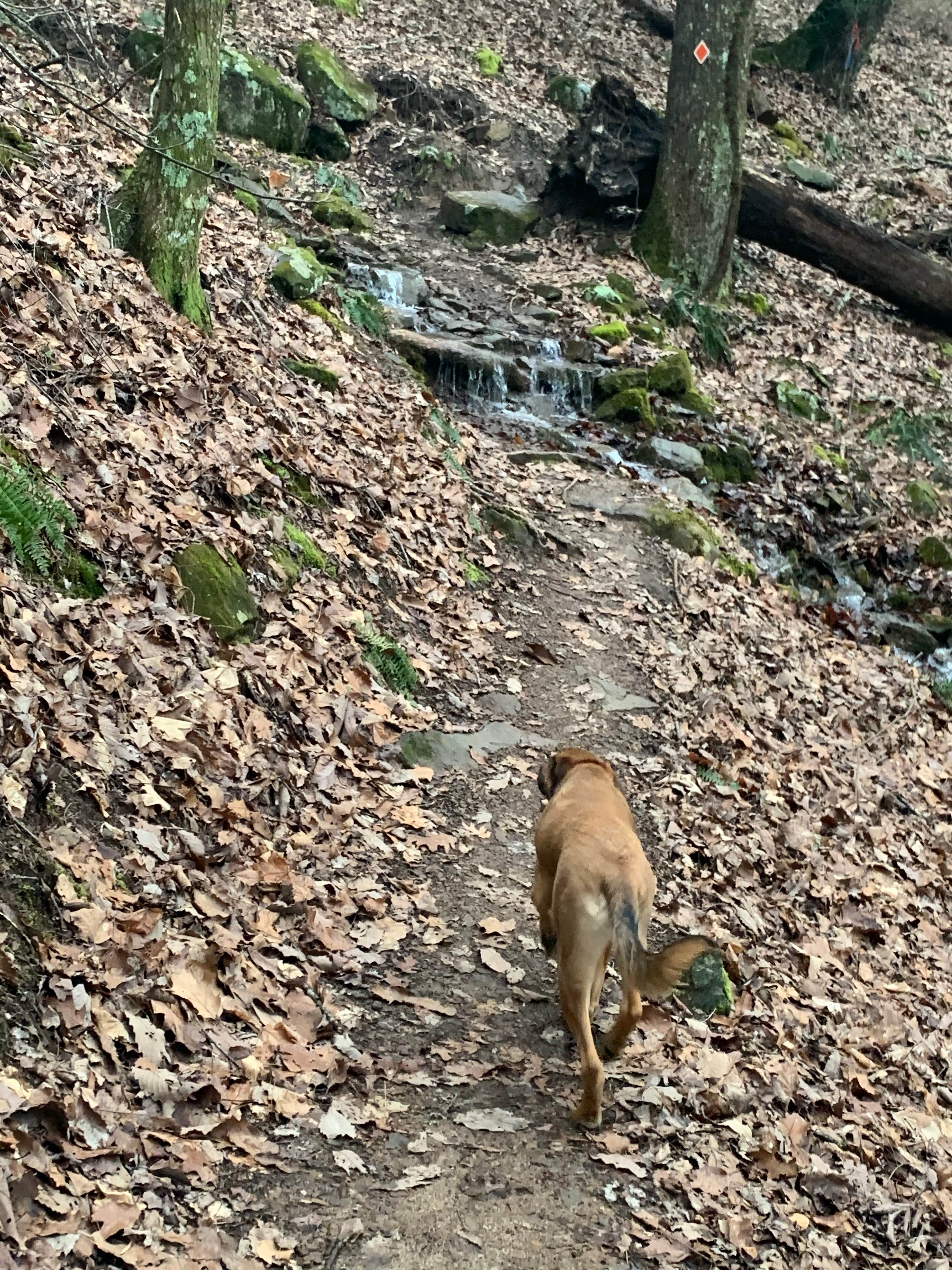 Name's photo of camping with pets at Cloudland Canyon State Park Campground near Whiteside, TN