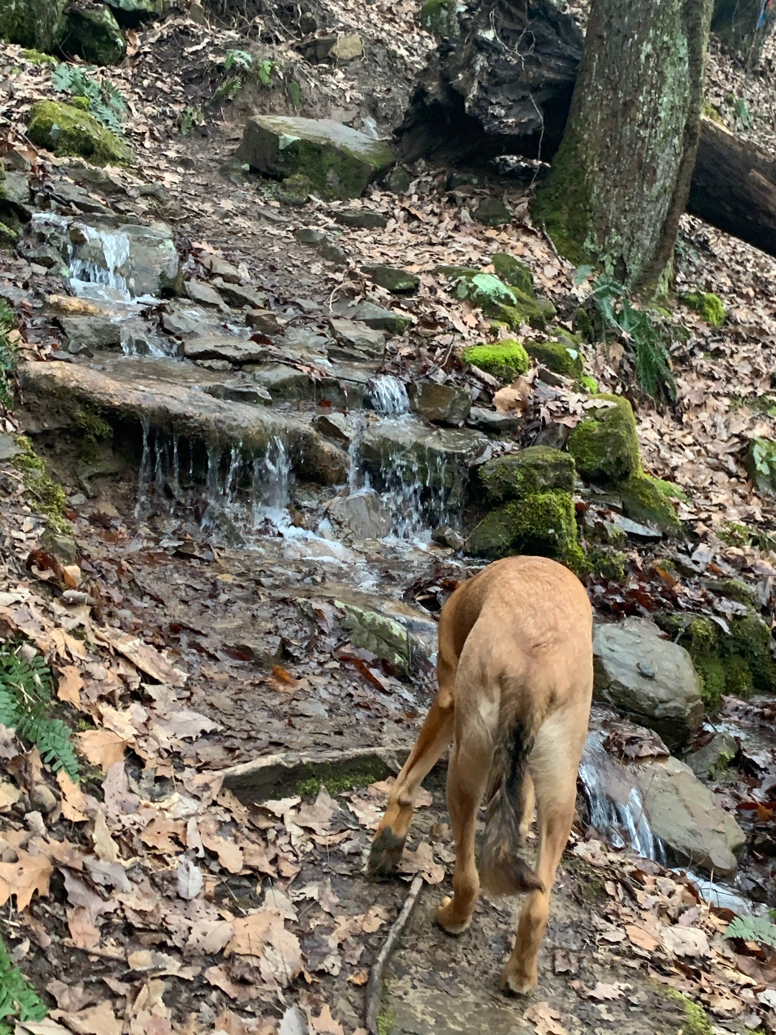 Name's photo of camping with pets at Cloudland Canyon State Park Campground near Sequatchie, TN