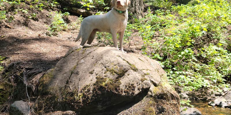 Camper submitted image from Spring Creek Campground