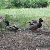 Review photo of Inks Lake State Park Campground by Jenny S., July 8, 2021