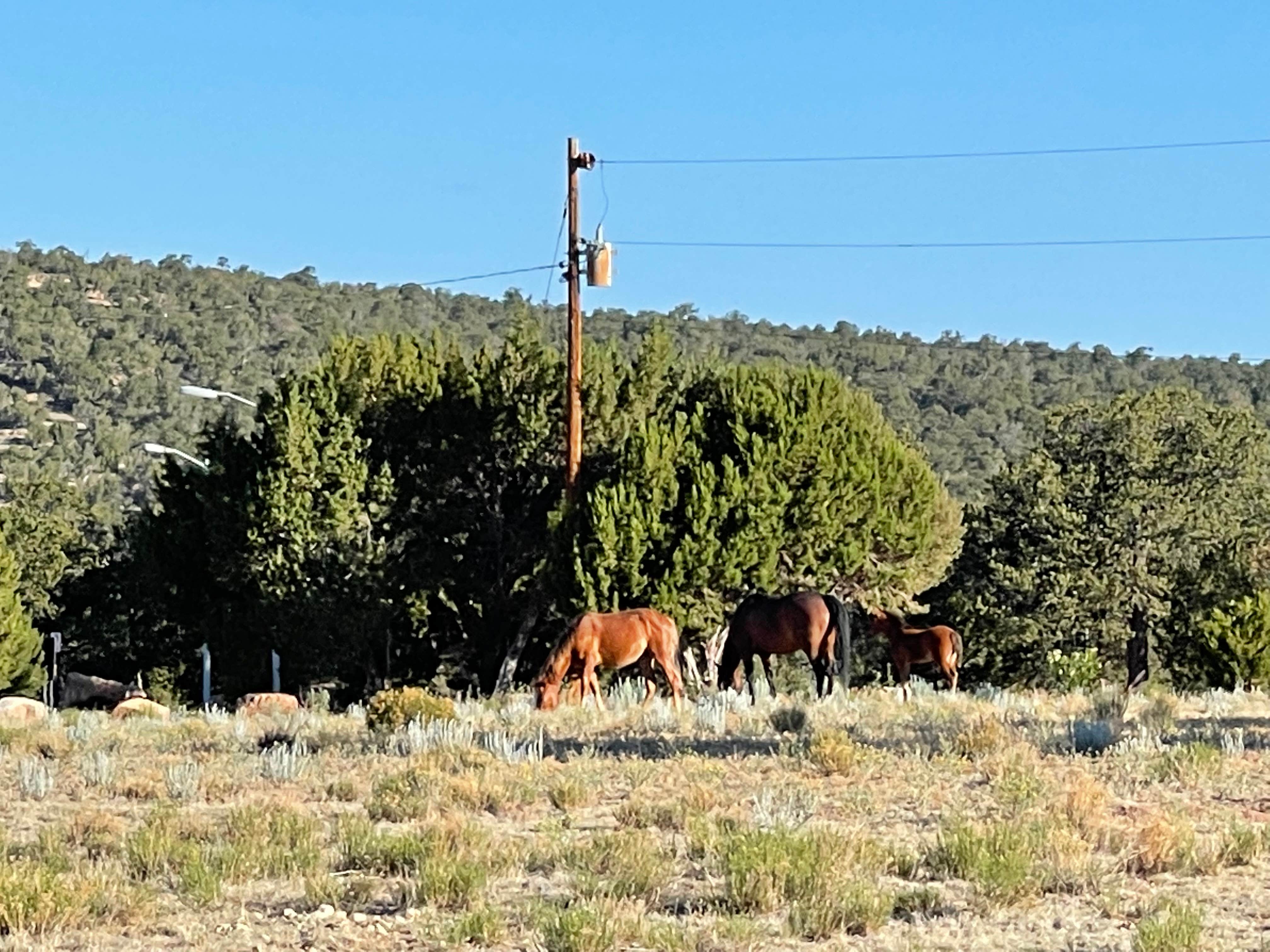 Ben G.'s photo of camping with a horse at Bluewater Lake State Park Campground in New Mexico