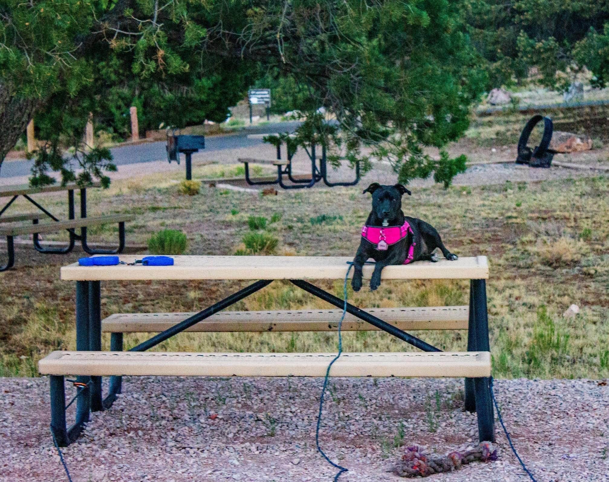 Ben G.'s photo of camping with pets at Bluewater Lake State Park Campground near Grants, NM