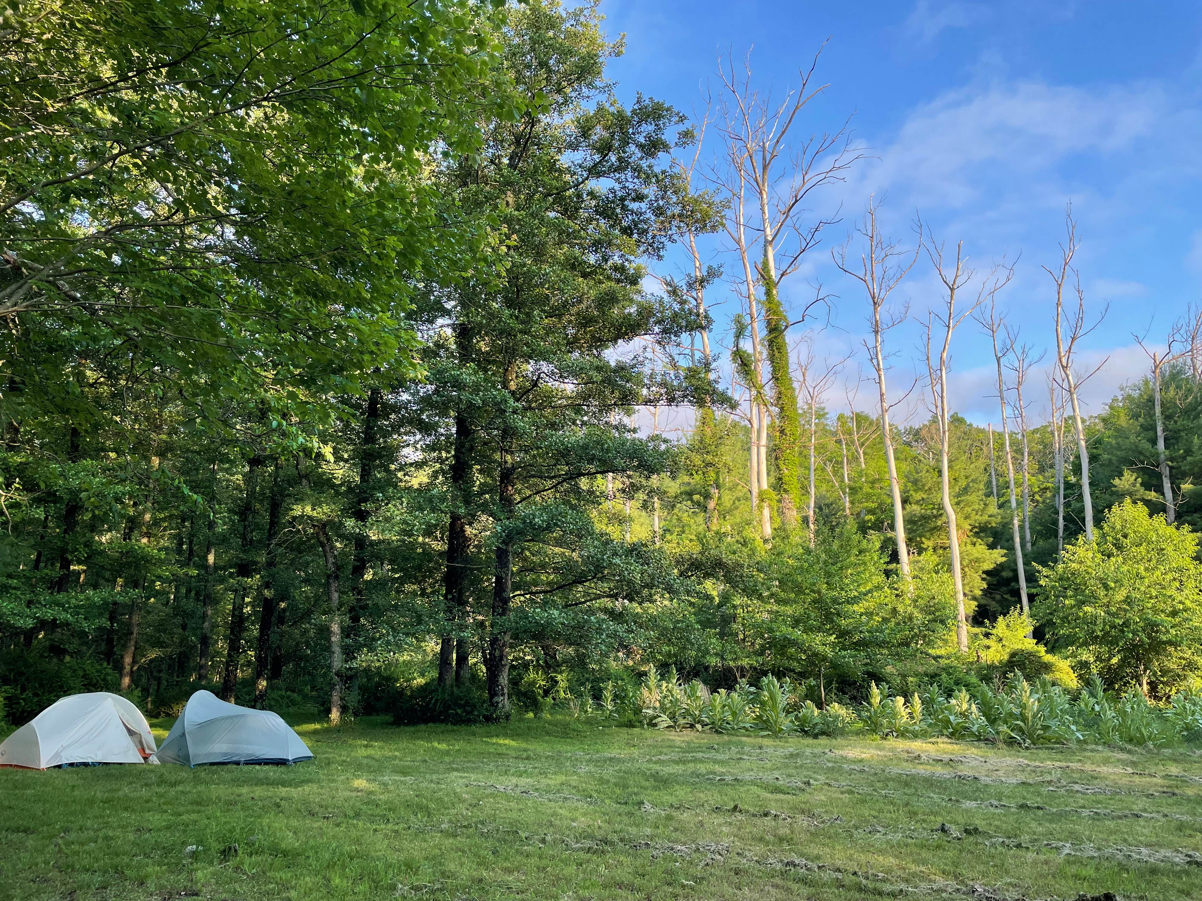 Camper submitted image from South Michaux State Forest Campsites - 3