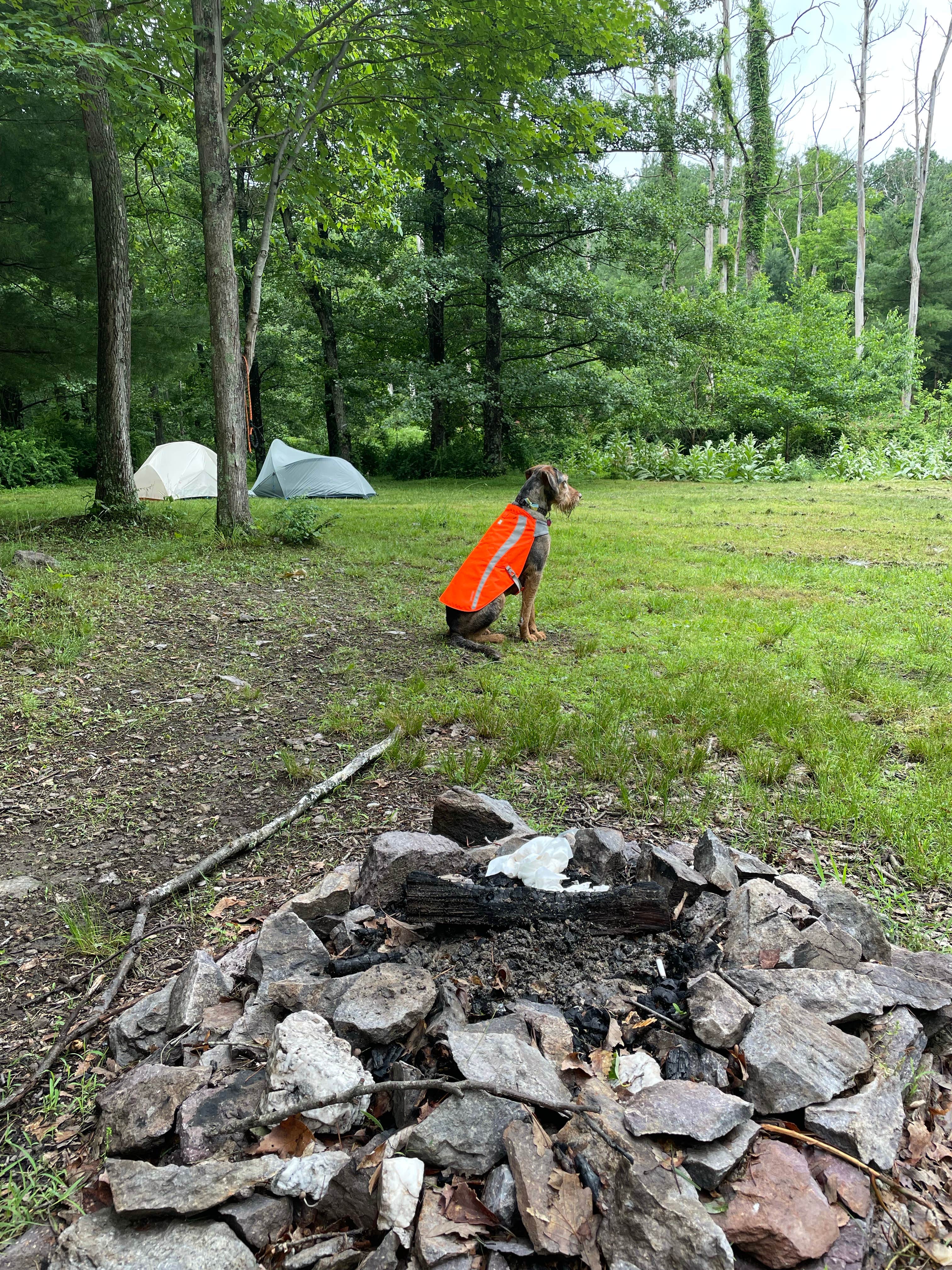 Camper-submitted photo at South Michaux State Forest Campsites near Fayetteville, PA