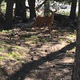 Review photo of Ouray KOA by Jayne  W., June 13, 2018