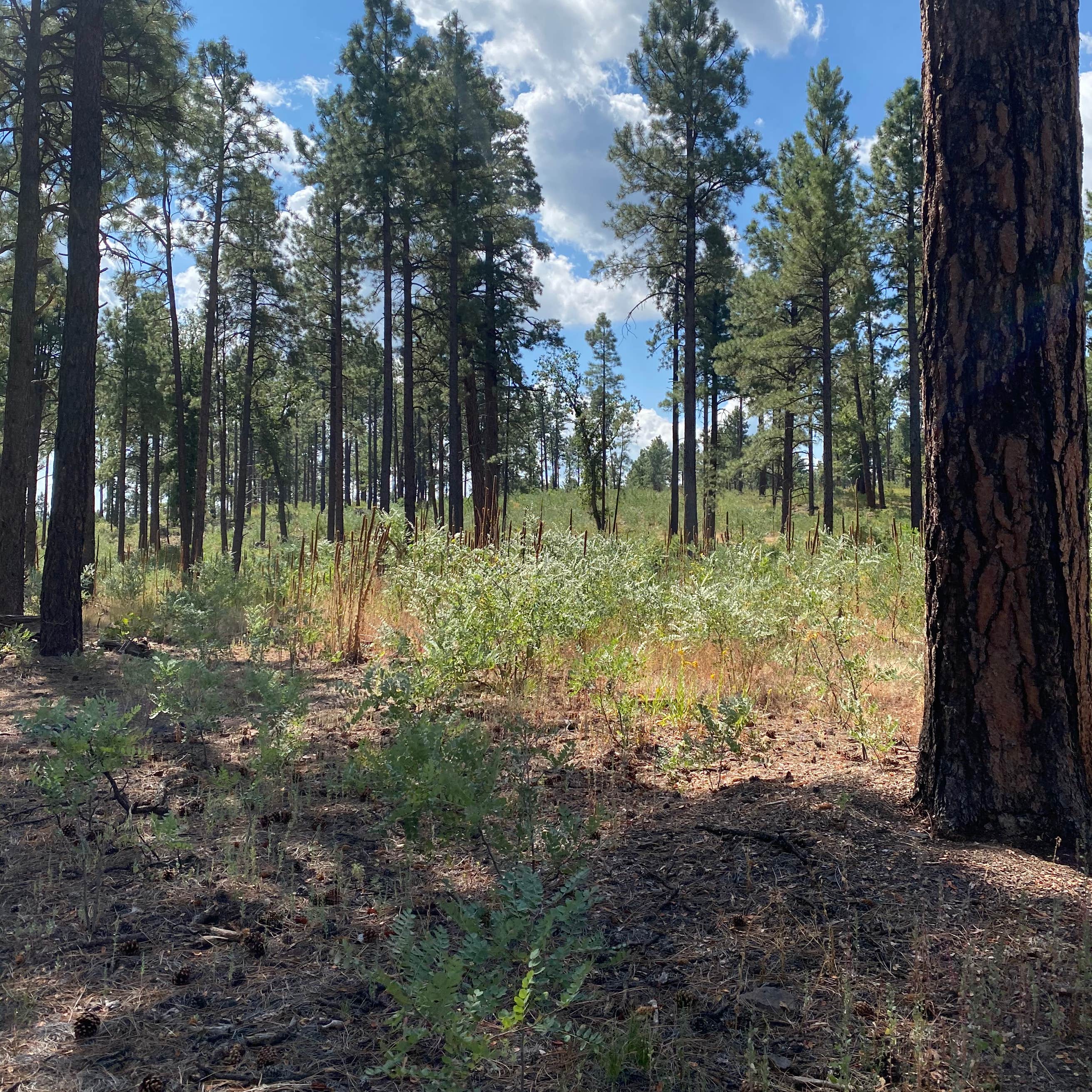 Fort tuthill county campground Camping | Fort Tuthill, AZ | The Dyrt