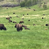 Review photo of Stockade North Campground — Custer State Park by Bill S., July 8, 2021