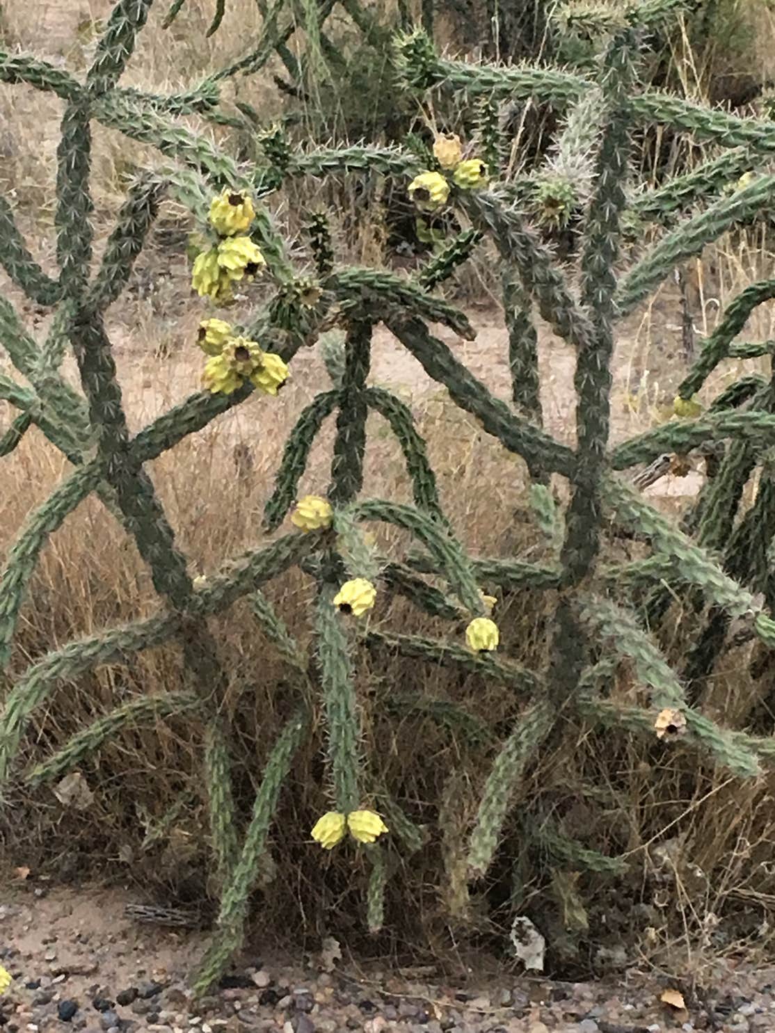 Leasburg Dam State Park Camping The Dyrt