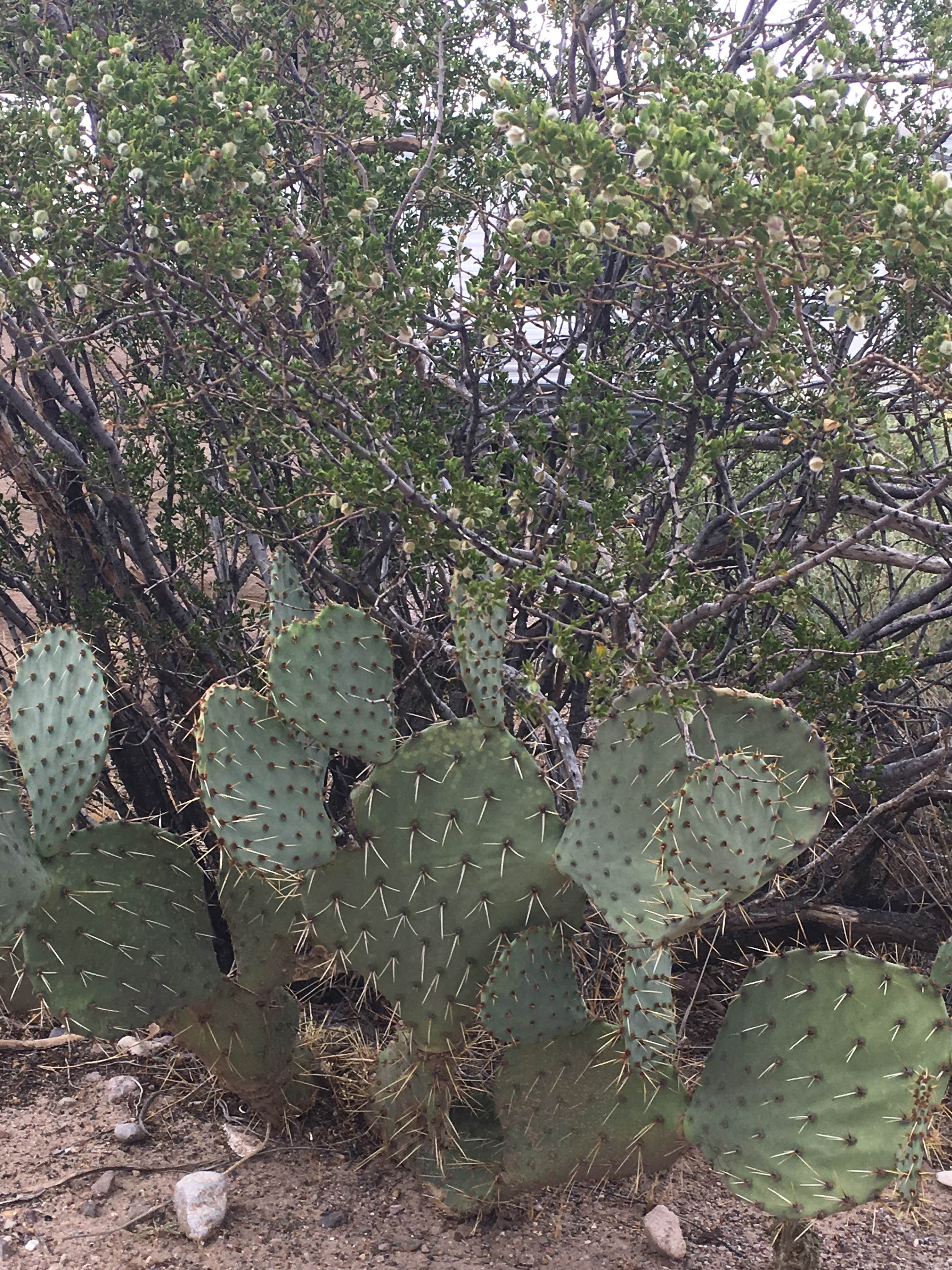 Camper-submitted photo at Leasburg Dam State Park Campground near Hatch, NM