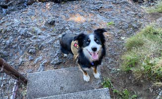 juli's photo of camping with pets at Salt Creek Recreation Area in Washington