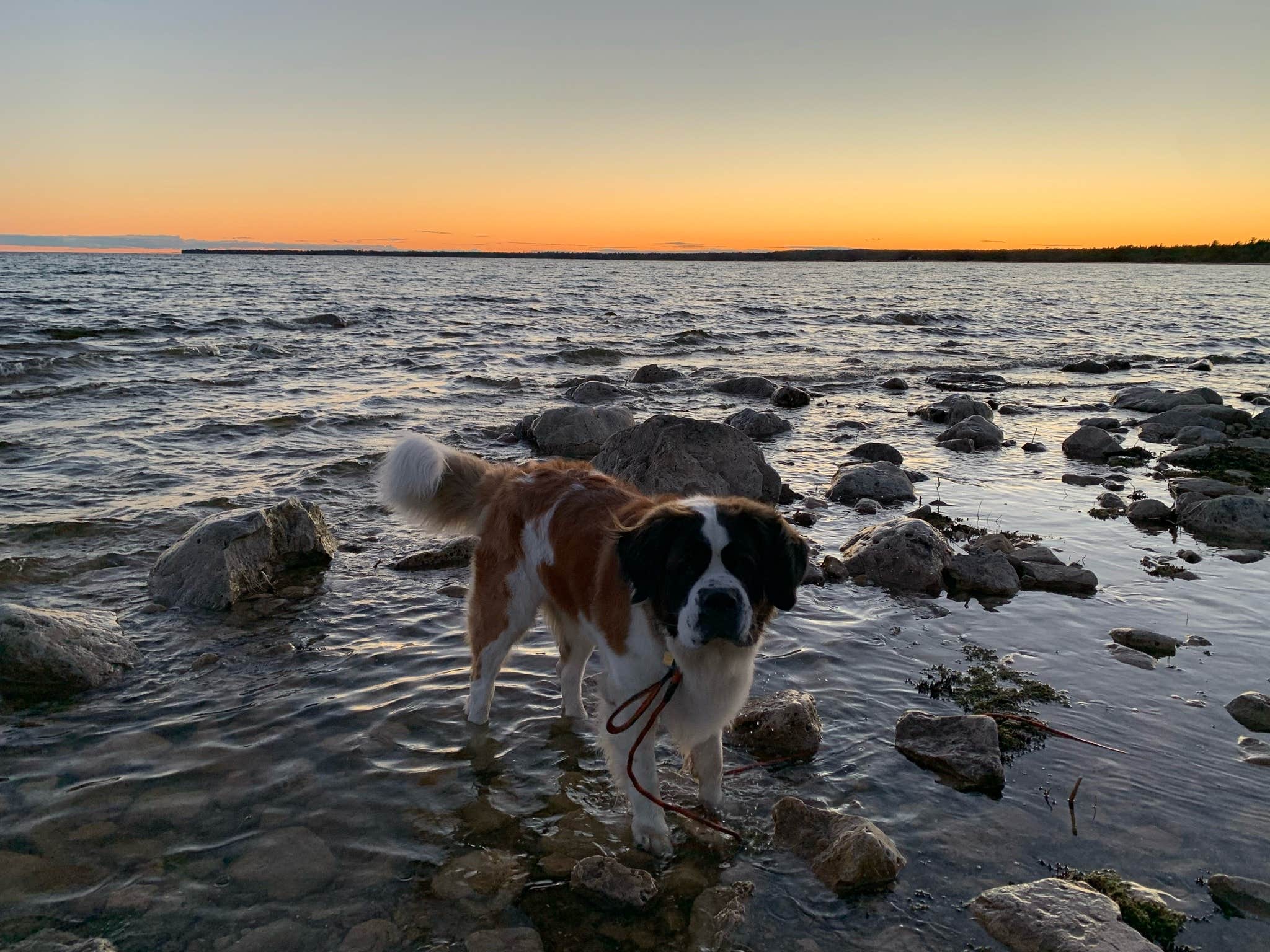 Darla F.'s photo of camping with pets at Hog Island Point State Forest Campground near Eckerman, MI