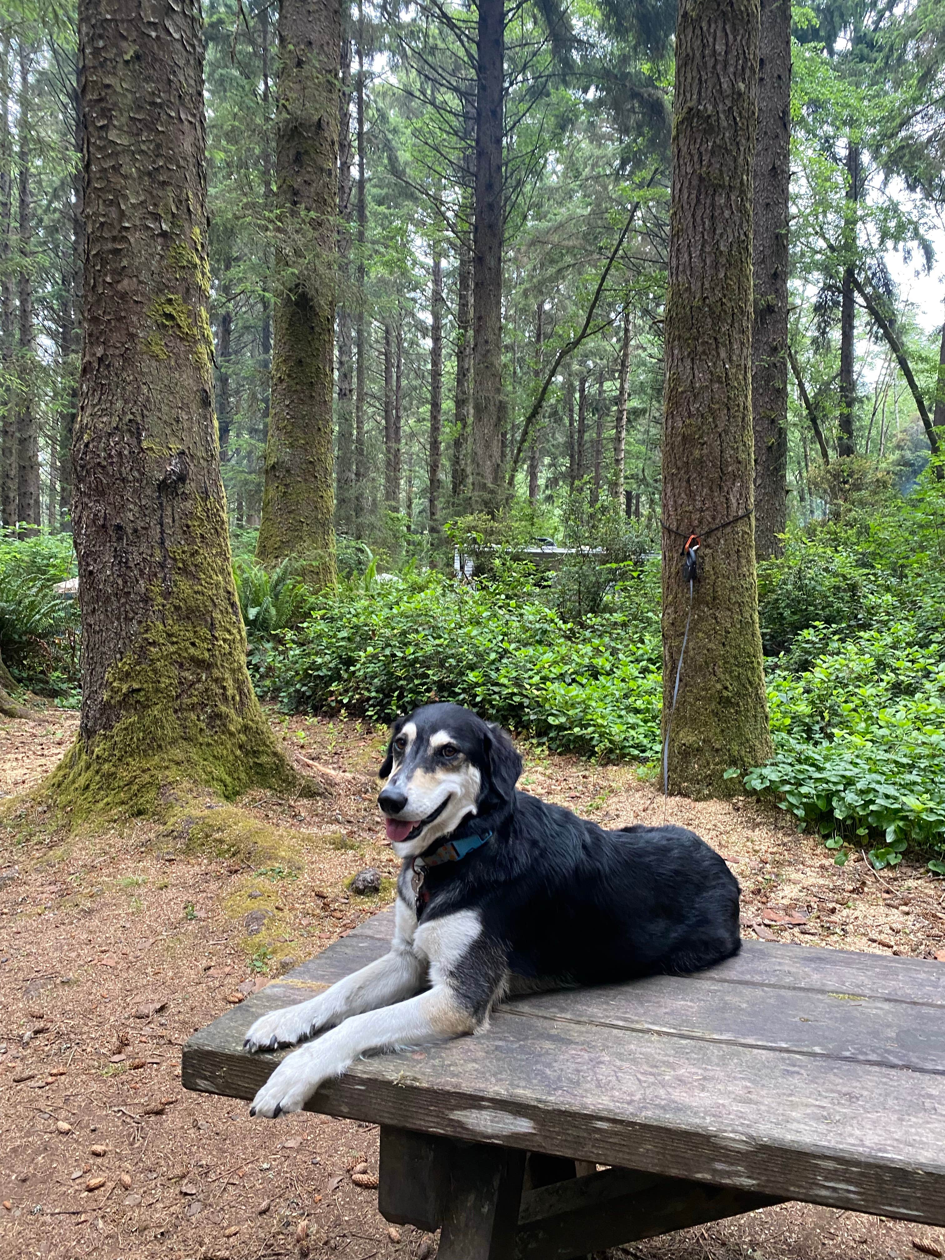 marycatmathis  ..'s photo of camping with pets at Abalone Campground near Six Rivers National Forest