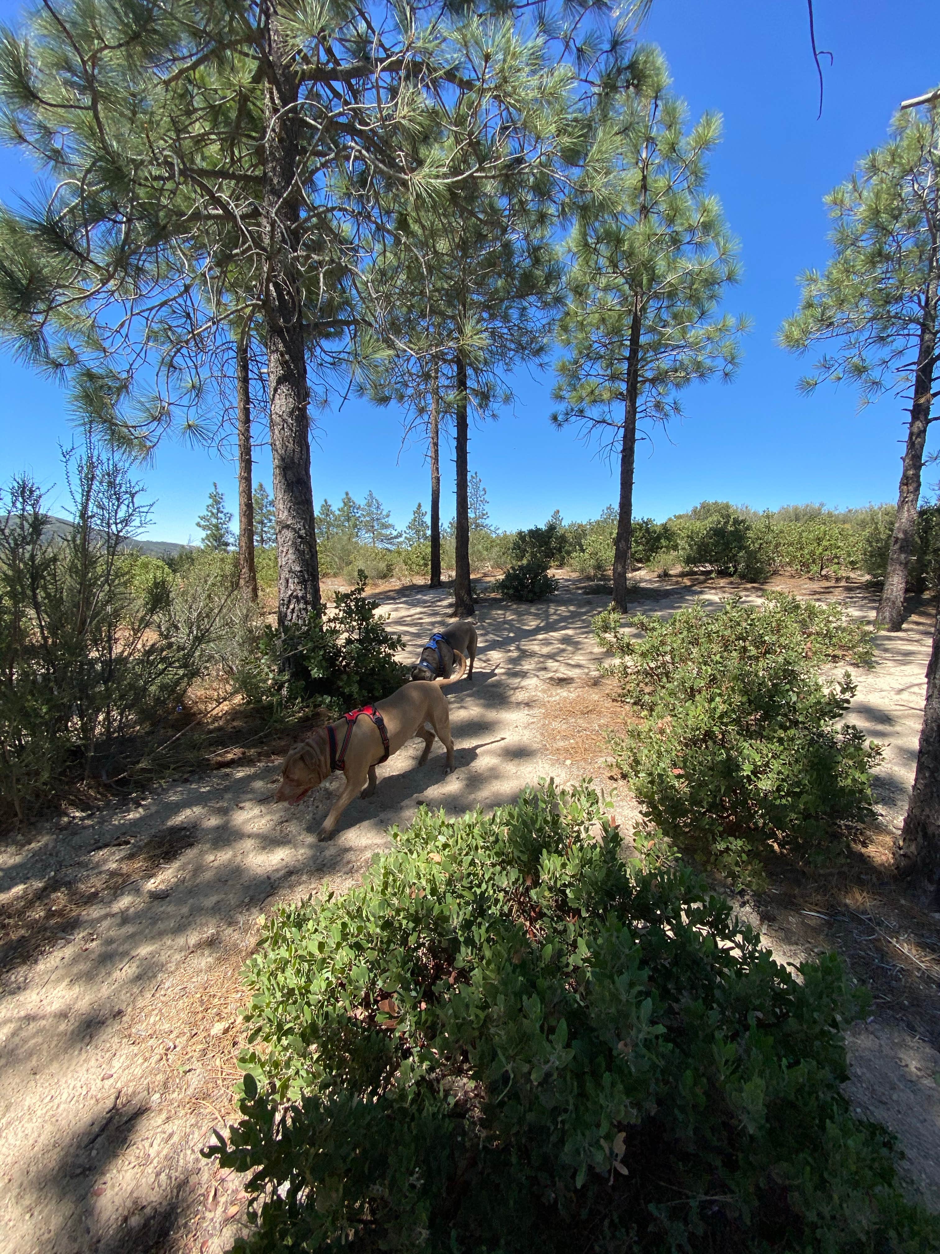 Bryan's photo of camping with pets at Chilao Campground near Burbank, CA