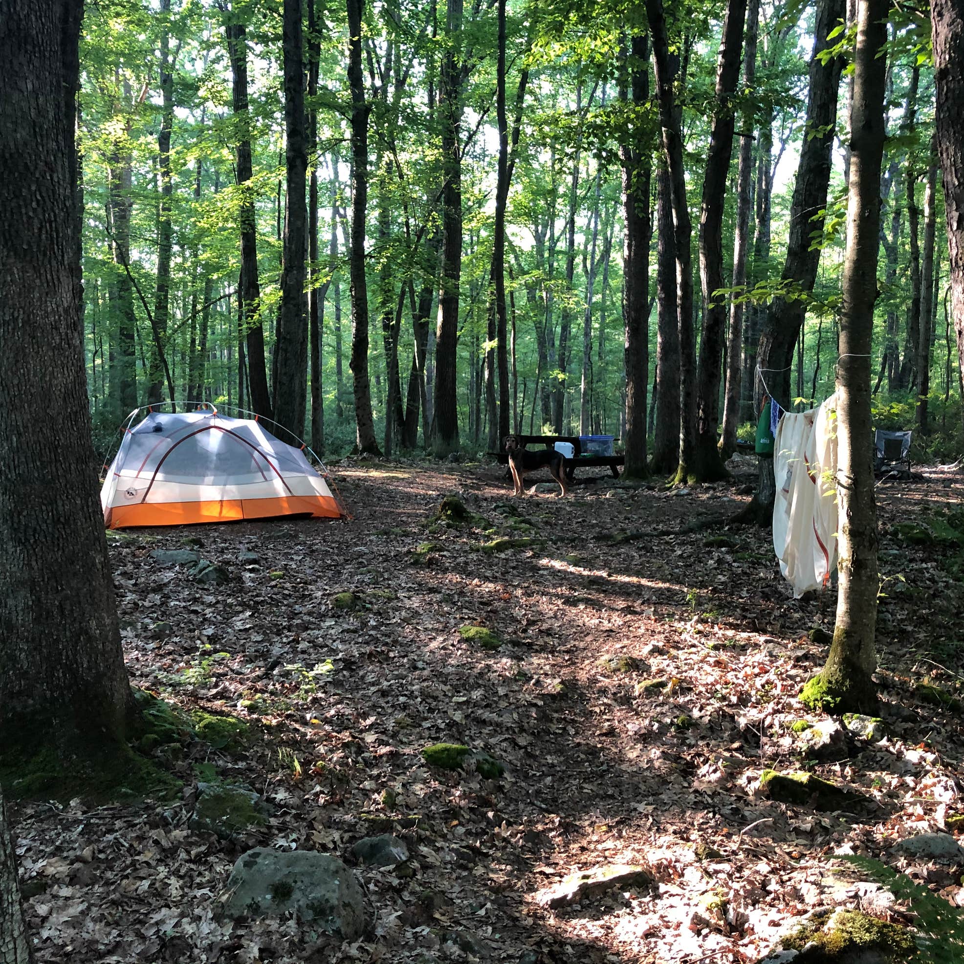 Bald Eagle State Forest Camping | Woodward, PA | The Dyrt