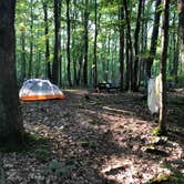 Review photo of Bald Eagle State Forest by Joann&WellsThePup I., July 9, 2021