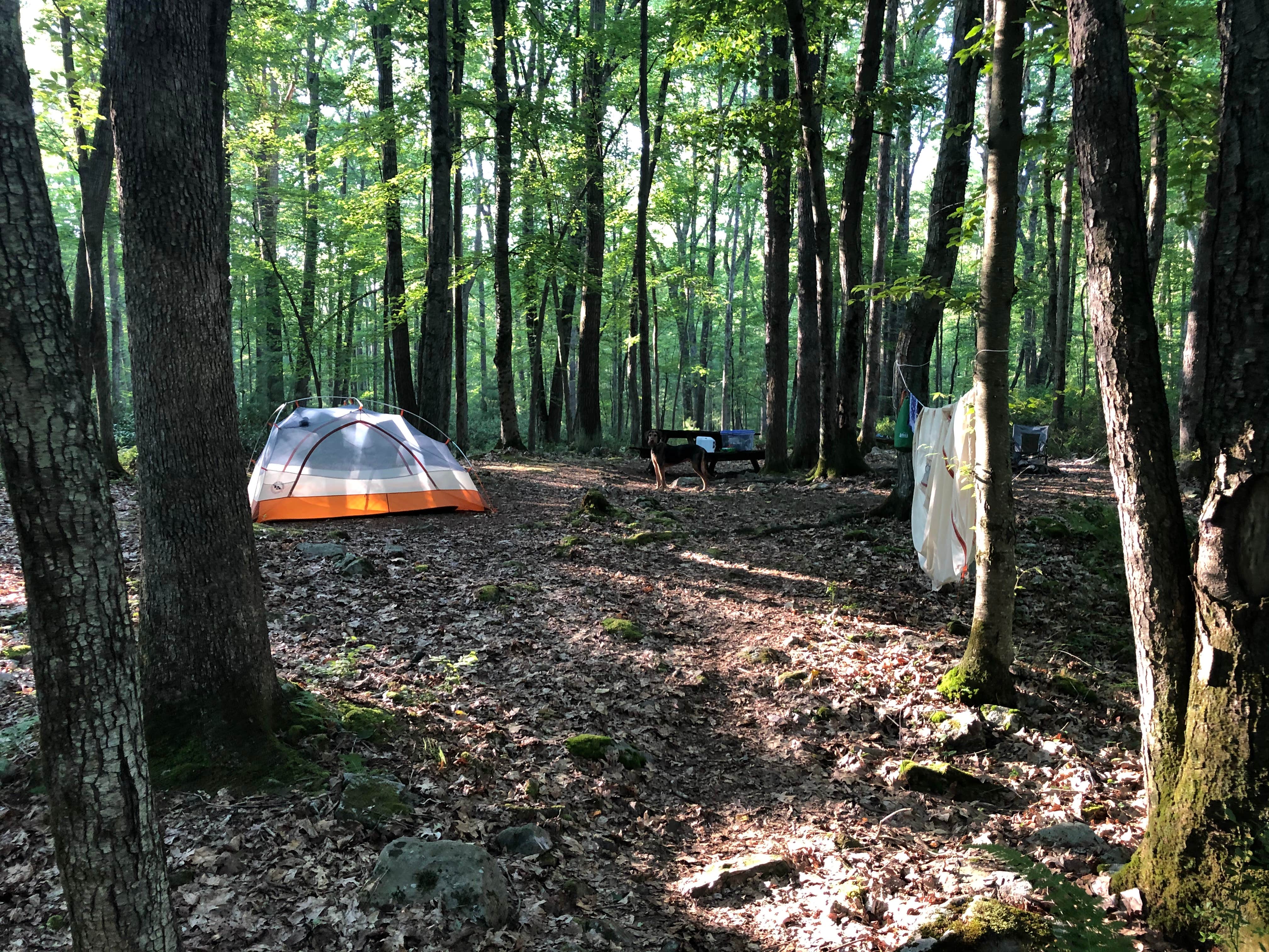 Camper submitted image from Bald Eagle State Forest - 4