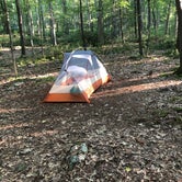 Review photo of Bald Eagle State Forest by Joann&WellsThePup I., July 9, 2021