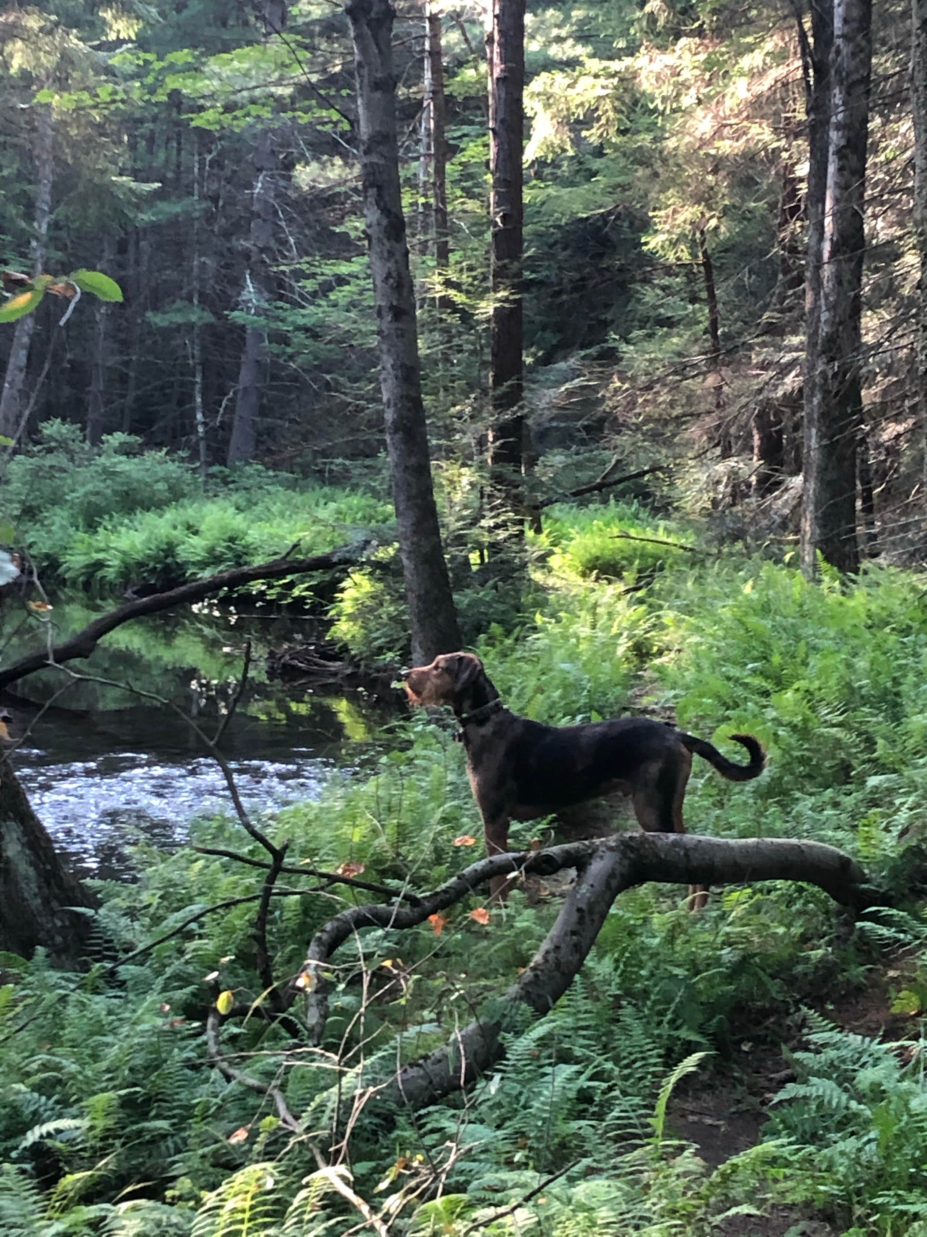 Joann&WellsThePup I.'s photo of camping with pets at Bald Eagle State Forest near Pennsylvania Furnace, PA