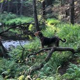 Review photo of Bald Eagle State Forest by Joann&WellsThePup I., July 9, 2021