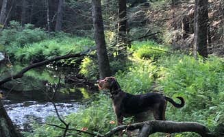 Joann&WellsThePup I.'s photo of camping with pets at Bald Eagle State Forest near Snow Shoe, PA