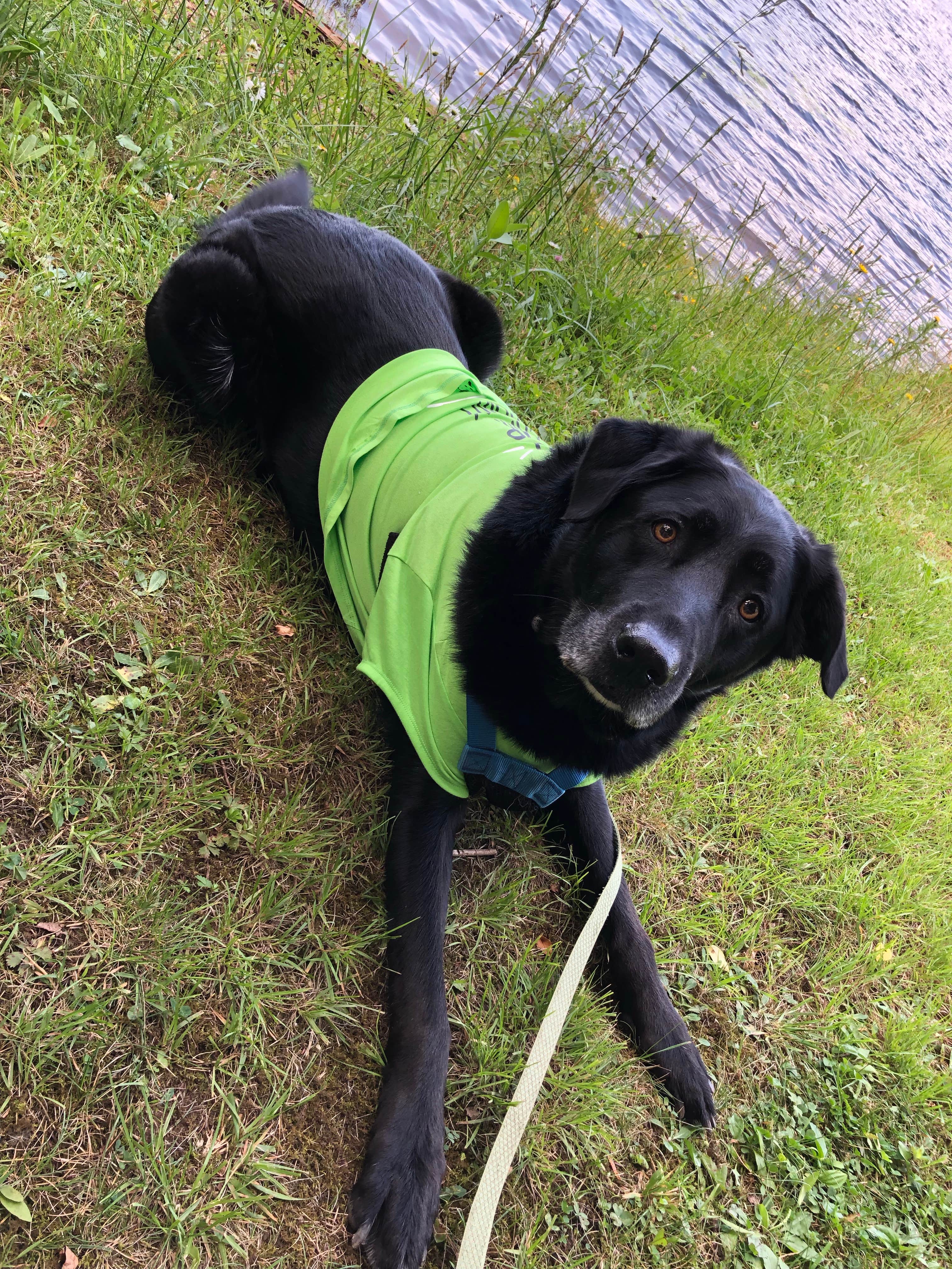Bill  G.'s photo of camping with pets at New Germany State Park Campground near Terra Alta, WV