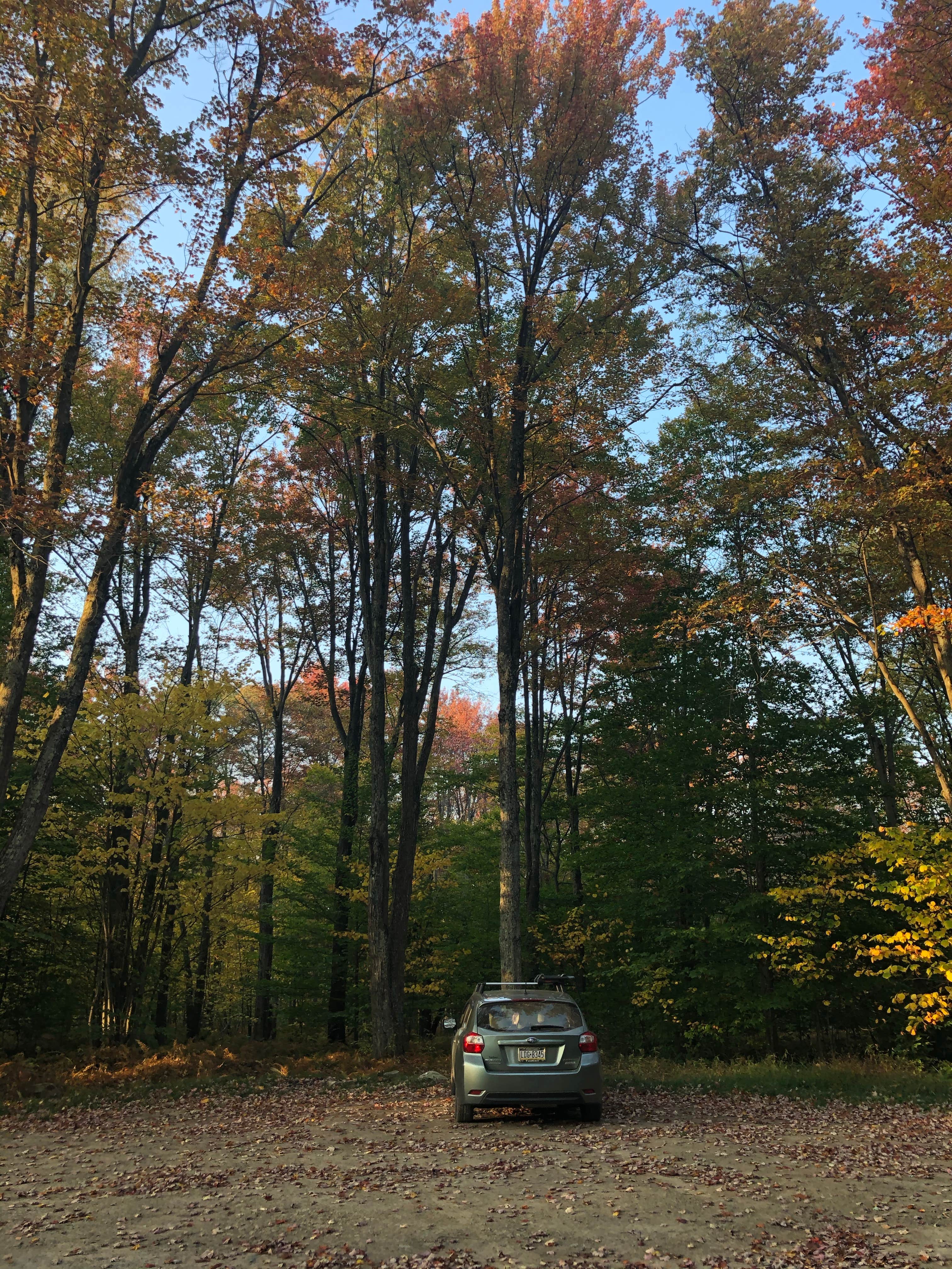 Camper submitted image from Loyalsock State Forest - 2