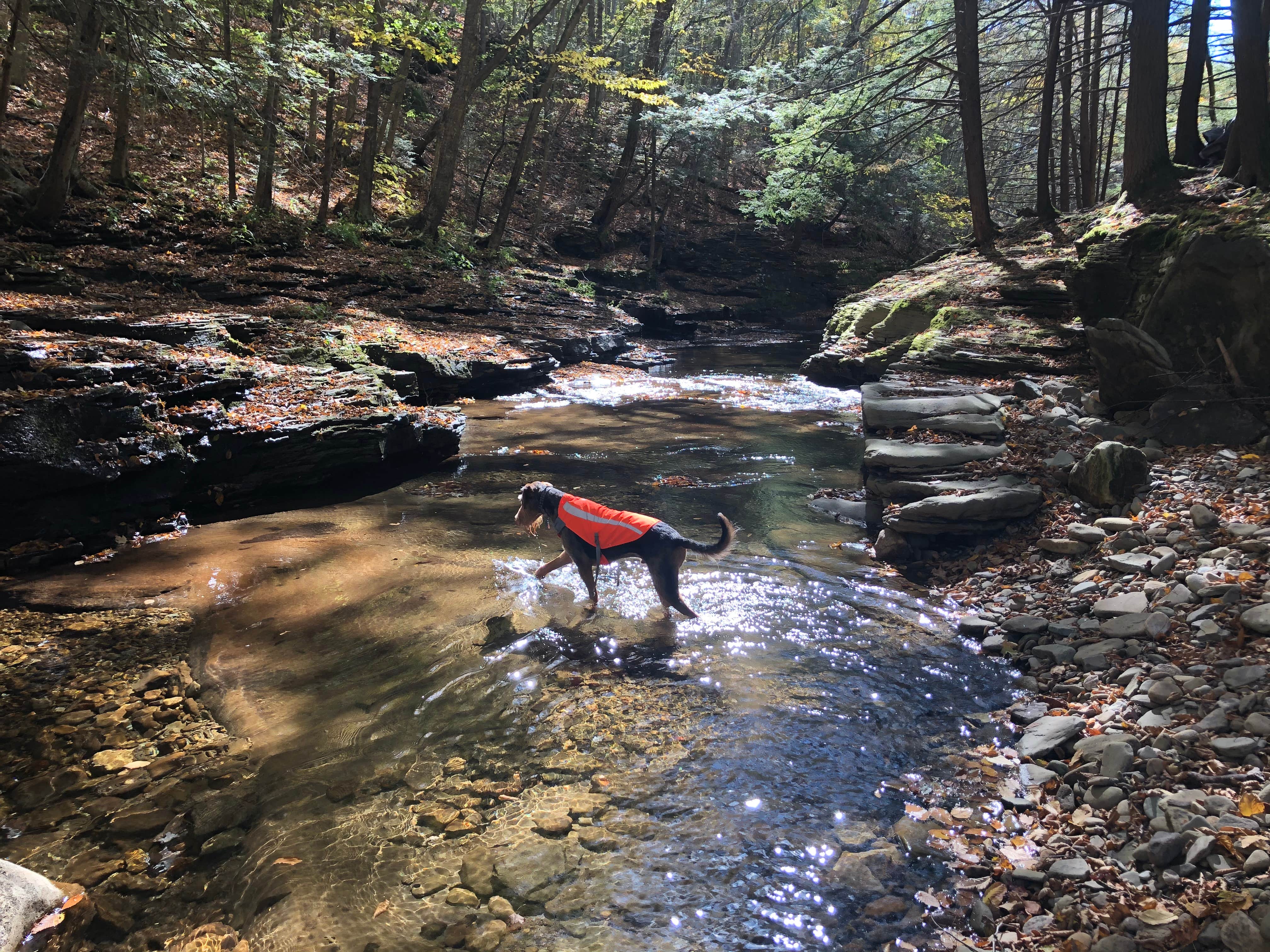 Camper submitted image from Loyalsock State Forest - 5