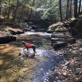 Review photo of Loyalsock State Forest by Joann&WellsThePup I., July 9, 2021