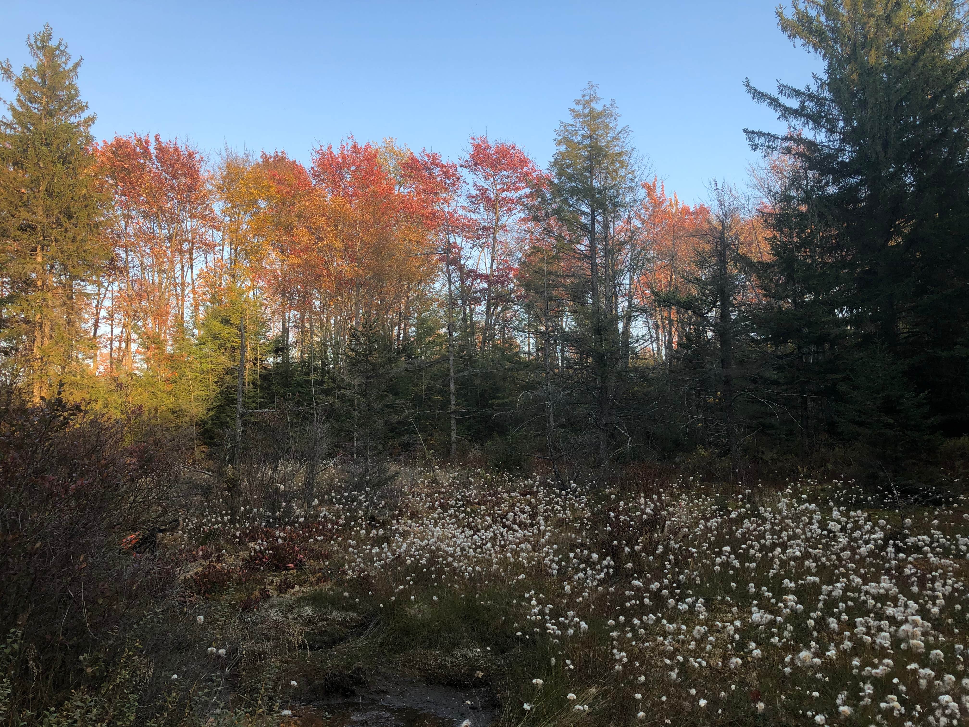 Camper-submitted photo at Big Hollow Road Campsites — Loyalsock State Forest near Eagles Mere, PA