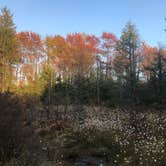 Review photo of Loyalsock State Forest by Joann&WellsThePup I., July 9, 2021