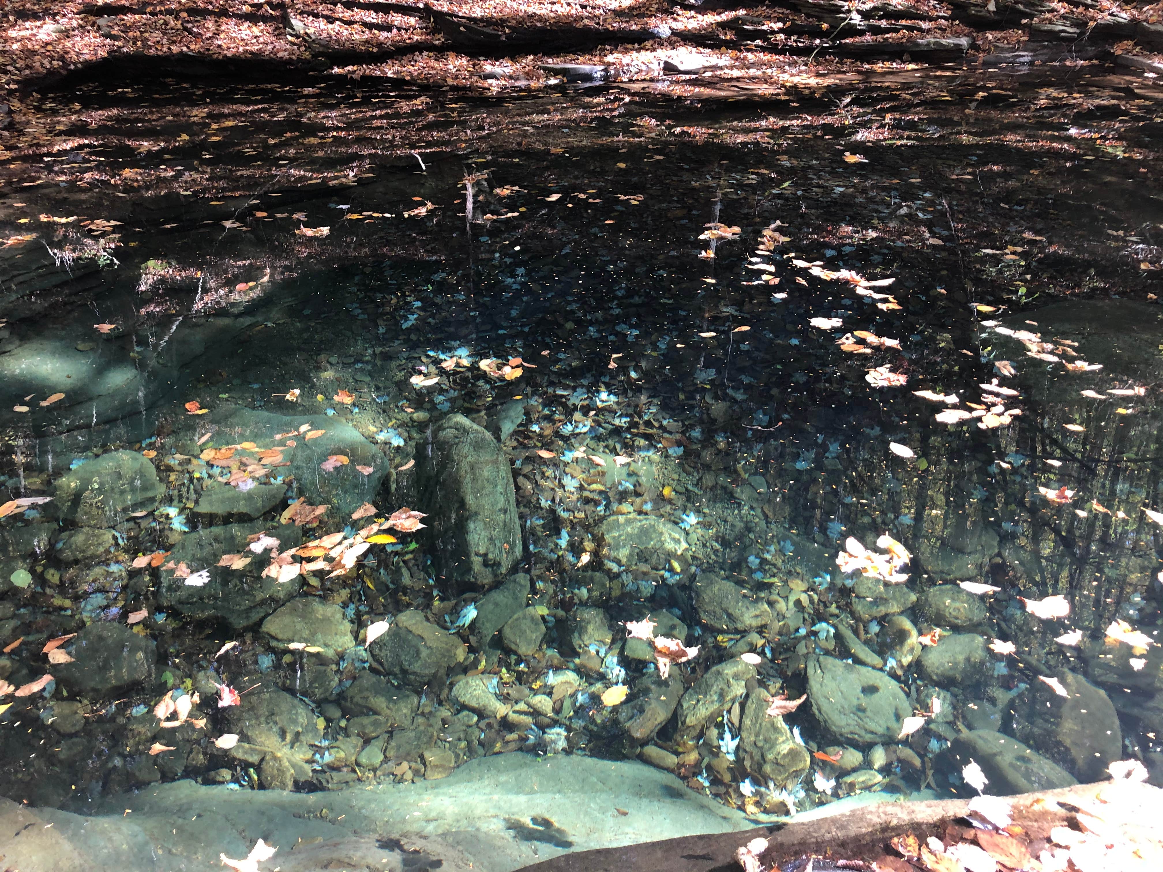Camper-submitted photo at Big Hollow Road Campsites — Loyalsock State Forest near Eagles Mere, PA