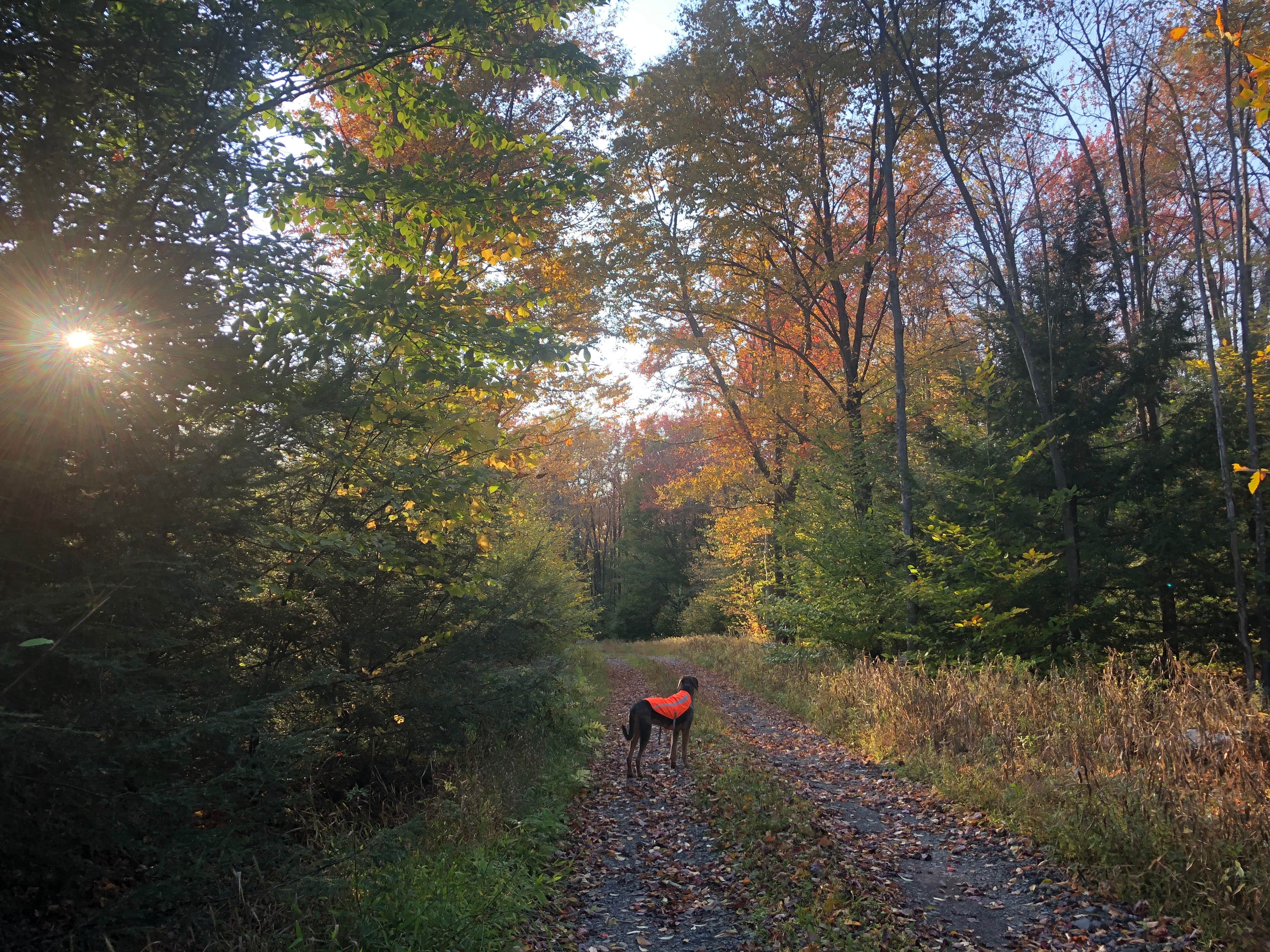 Camper-submitted photo at Big Hollow Road Campsites — Loyalsock State Forest near Eagles Mere, PA