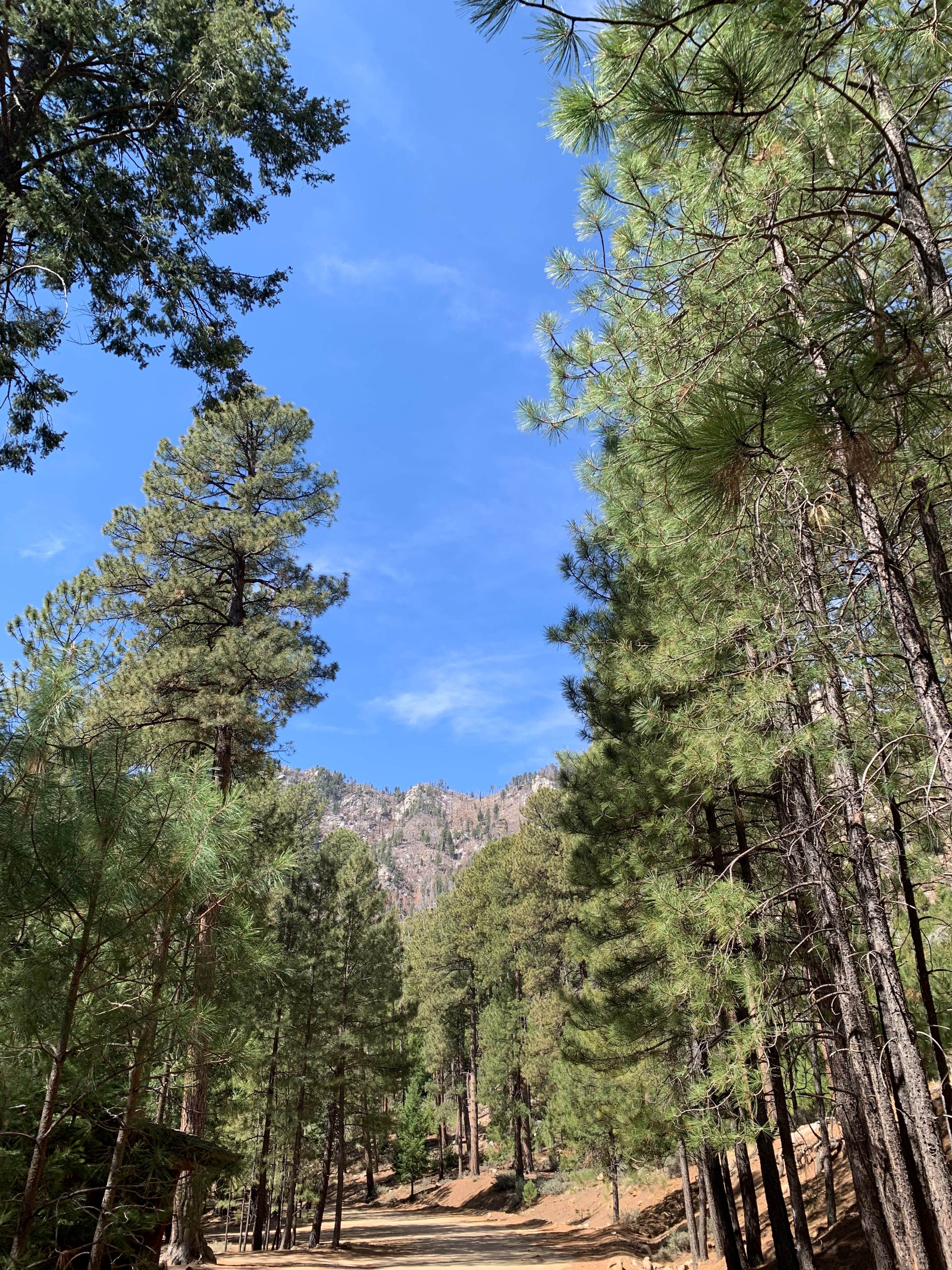 Camping near Lexington Pines Resort: Upper Twilight Group Site, Thatcher, Arizona