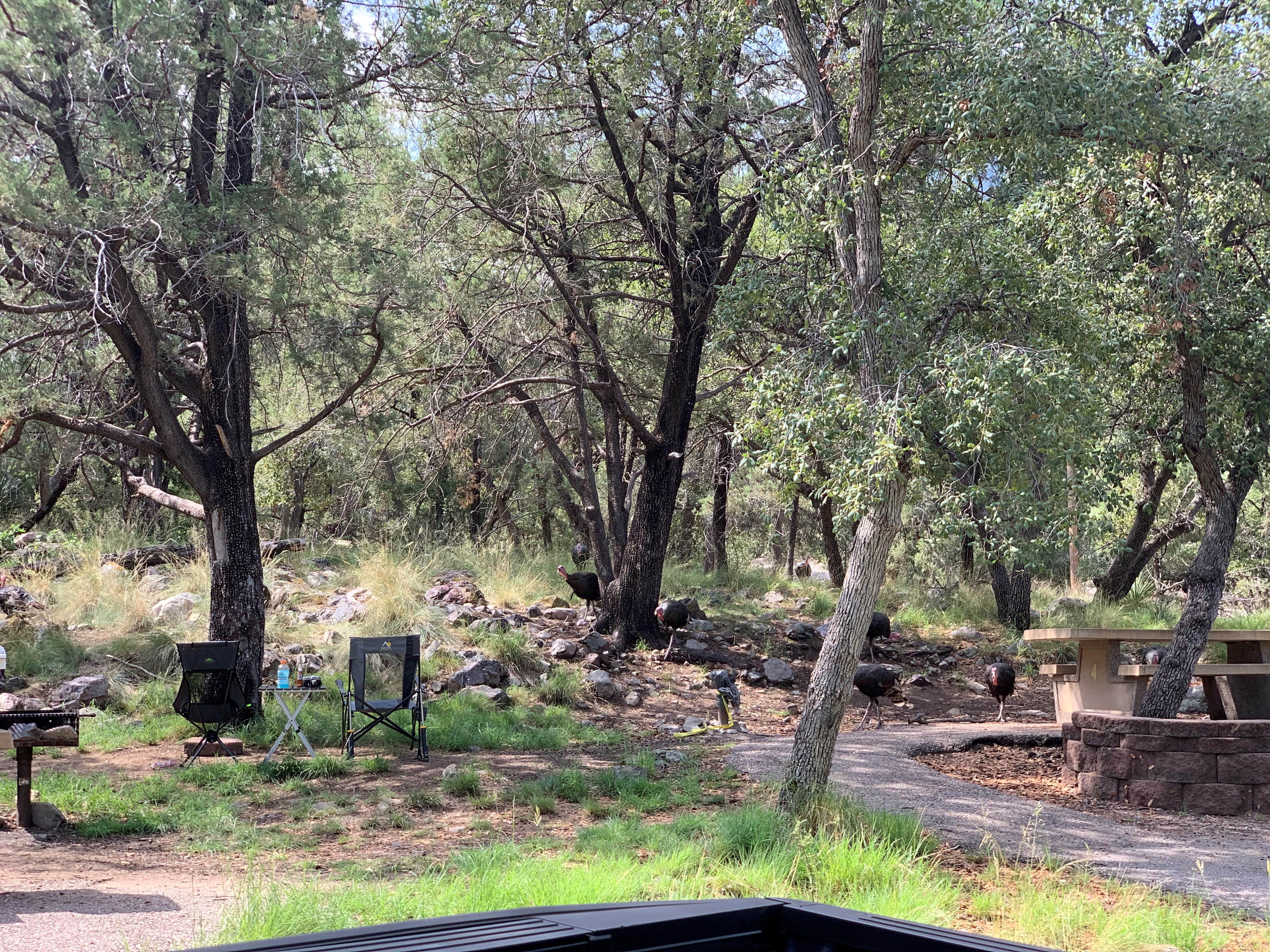 Camper submitted image from Madera Canyon Picnic Area - 1