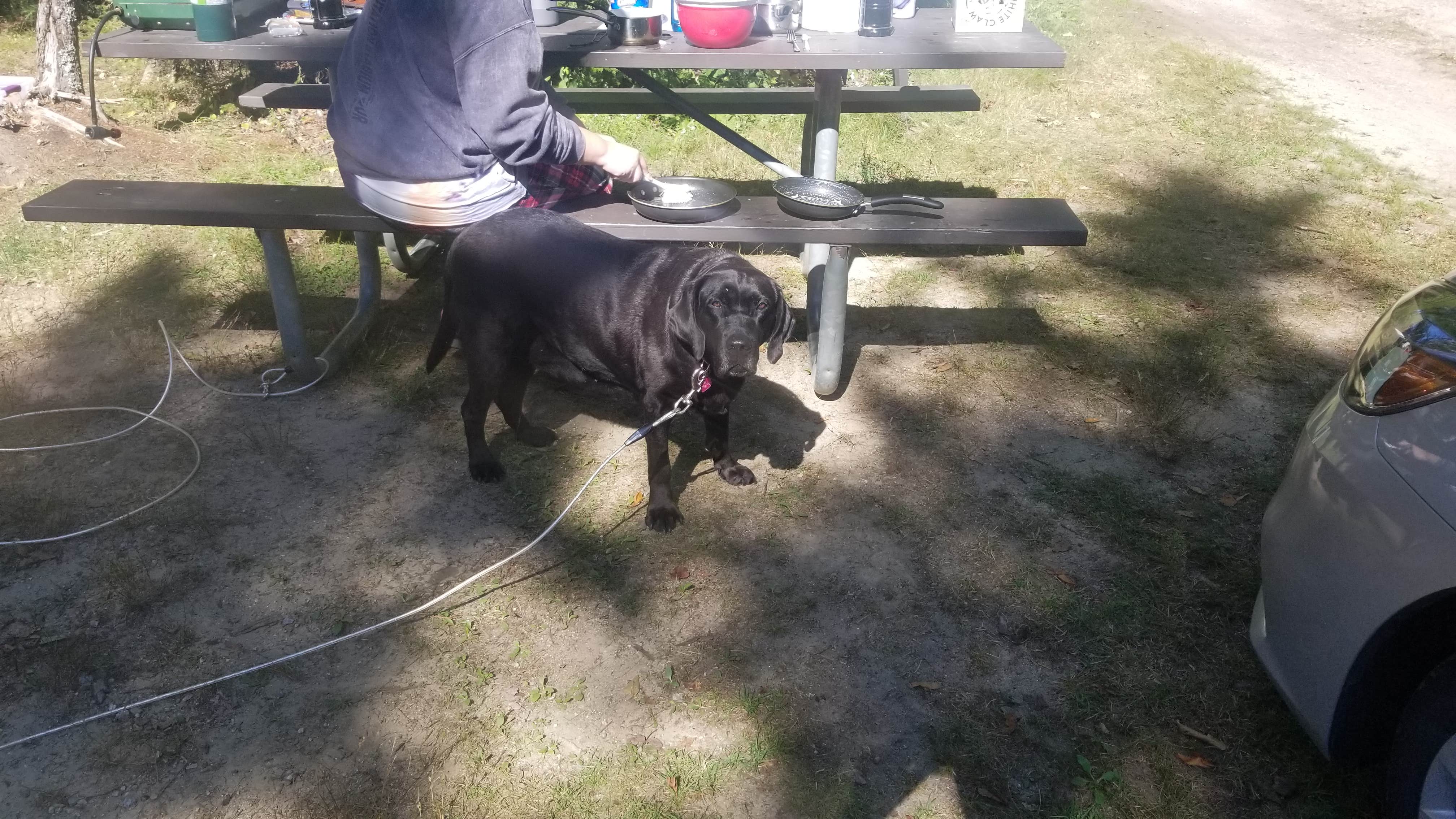 Brandon C.'s photo of camping with pets at Pillsbury State Park Campground near Contoocook, NH