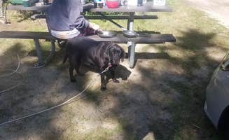 Brandon C.'s photo of camping with pets at Pillsbury State Park Campground near Bennington, NH