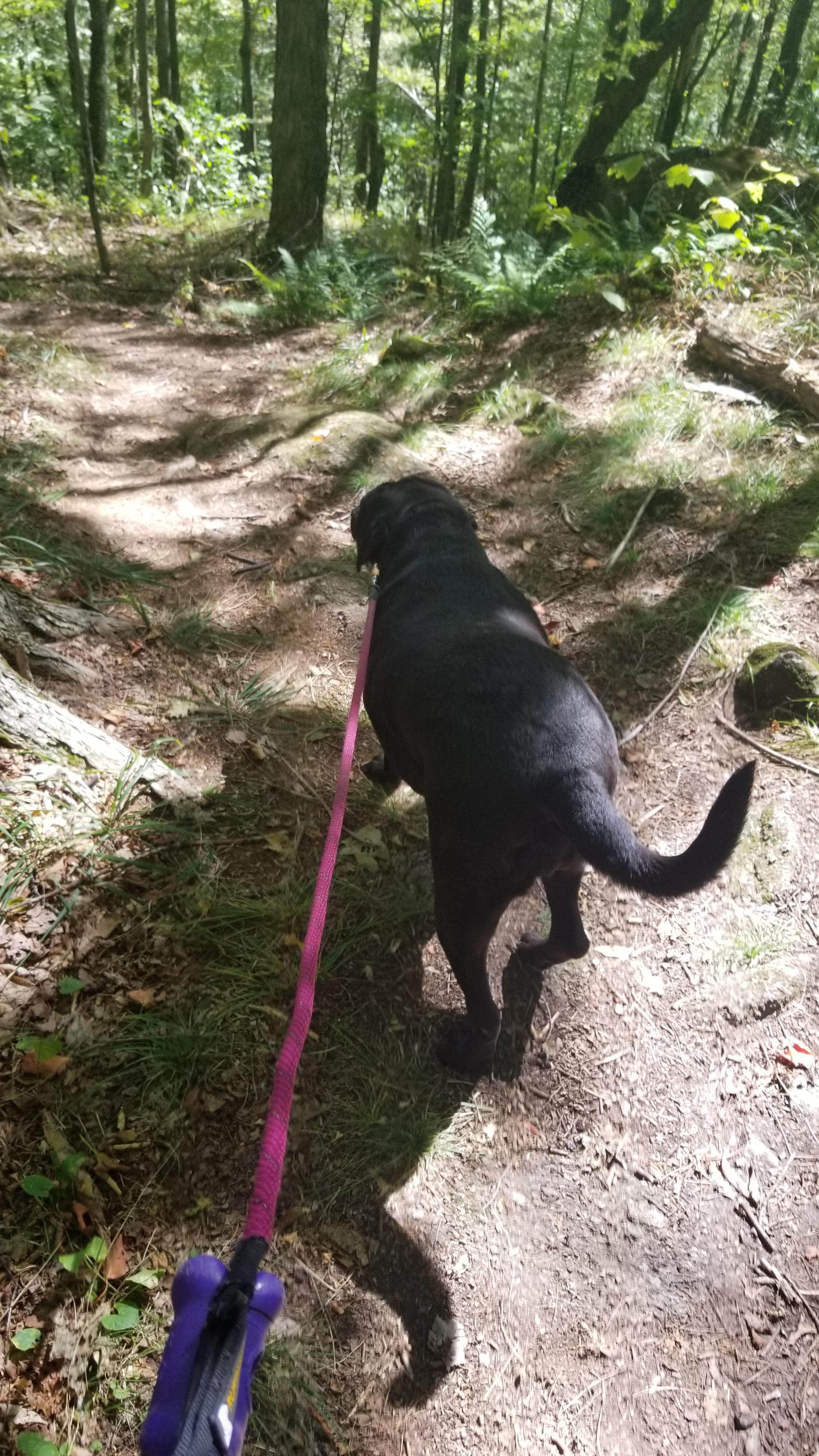 Brandon C.'s photo of camping with pets at Pillsbury State Park Campground near Lyndeborough, NH
