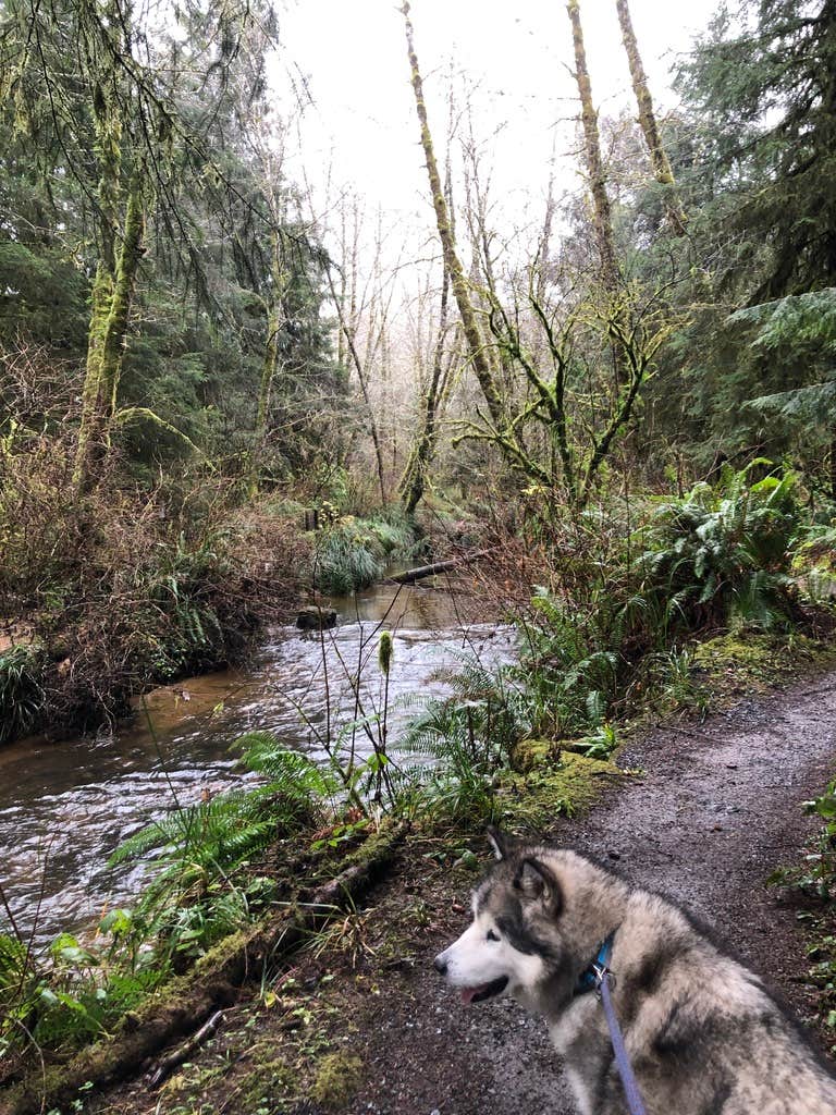 Kathy B.'s photo of camping with pets at Beverly Beach State Park Campground near Yachats, OR