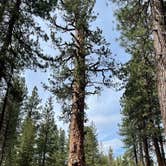 Review photo of LaPine State Park Campground by Kathy B., July 9, 2021