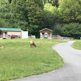 Review photo of Elk Prairie Campground — Prairie Creek Redwoods State Park by Jennifer M., June 13, 2018
