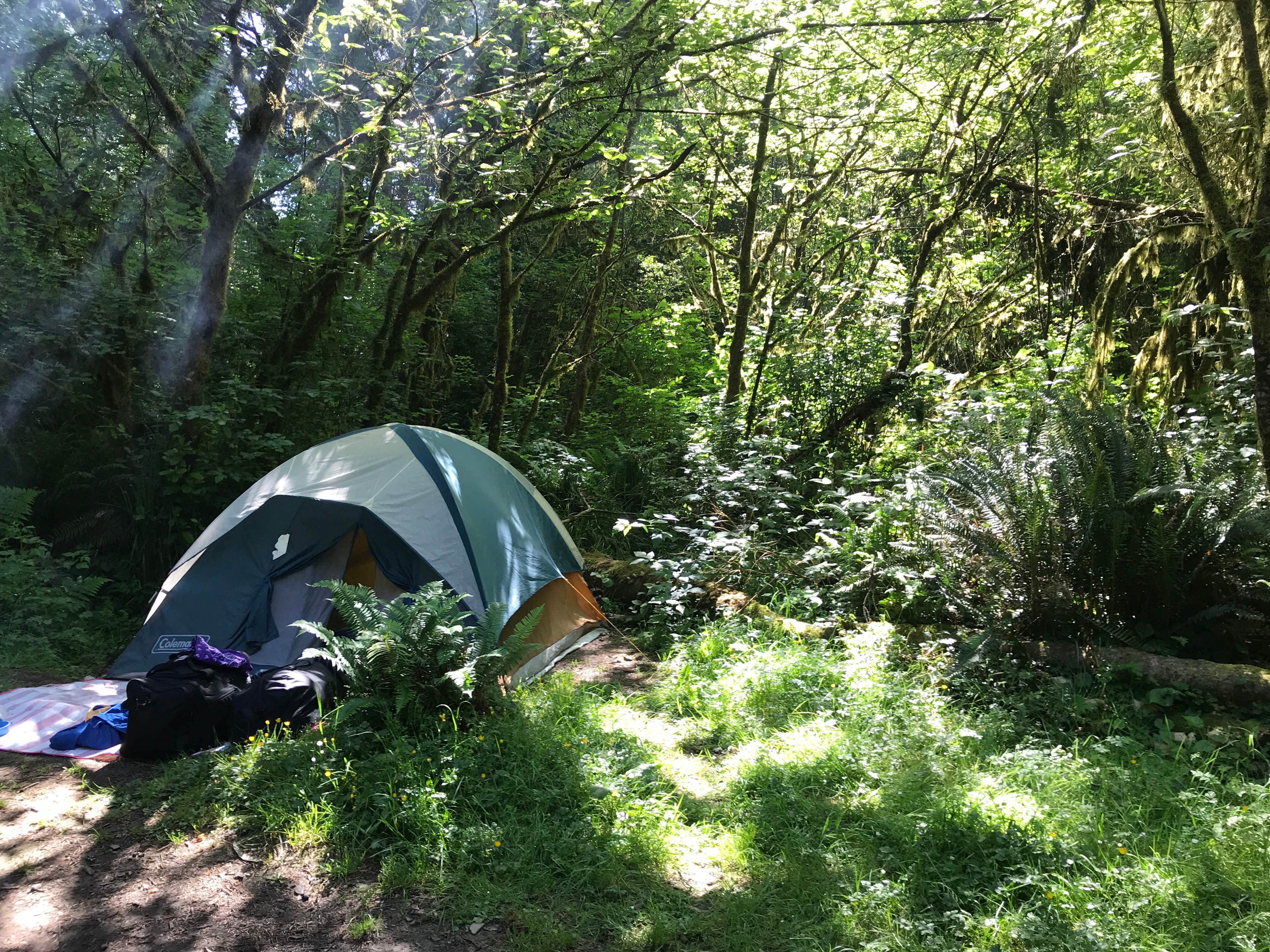 Jennifer M.'s photo at Elk Prairie Campground — Prairie Creek Redwoods State Park near Orick, CA