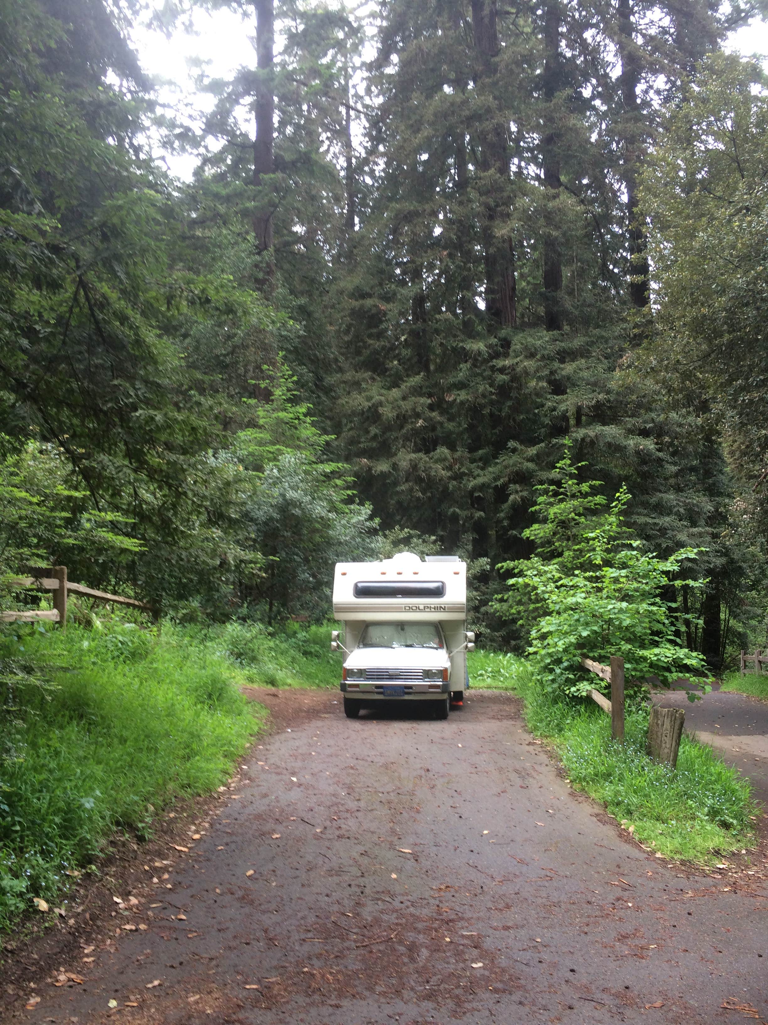 Camper submitted image from Samuel P. Taylor State Park Campground - 3